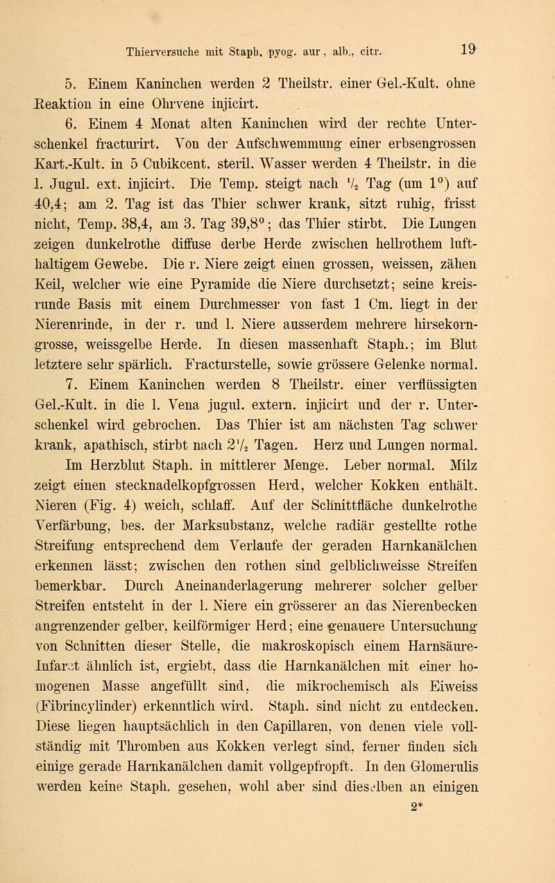 5. Einem Kaninchen werden 2 Theilstr. einer Gel.-Kult. ohne Eeaktion in eine Ohrvene injicirt. 6. Einem 4 Monat alten Kaninchen wird der rechte Unter- schenkel fractmirt. Von der Aufschwemmung- einer erbsengrossen Kart.-Kult. in 5 Cubikcent. steril. Wasser werden 4 Theilstr. in die 1. Jugul. ext. injicirt. Die Temp. steigt nach Va Tag (um 1*^) auf 40,4; am 2. Tag ist das Thier schwer krank, sitzt ruhig, frisst nicht, Temp. 38,4, am 3. Tag 39,8^; das Thier stirbt. Die Lungen zeigen dunkelrothe diffuse derbe Herde zwischen helkothem luft- haltigem Gewebe. Die r. Niere zeigt einen grossen, weissen, zähen Keil, welcher wie eine Pyramide die Niere durchsetzt; seine kreis- runde Basis mit einem Durchmesser von fast 1 Cm. liegt in der Nierenrinde, in der r. und 1. Niere ausserdem mehrere hirsekorn- grosse, weissgelbe Herde. In diesen massenhaft Staph.; im Blut letztere sehr spärlich. Fracturstelle, sowie grössere Gelenke normal. 7. Einem Kaninchen werden 8 Theilstr. einer verflüssigten Gel.-Kult. in die 1. Vena jugul. extern, injicirt und der r. Unter- schenkel wird gebrochen. Das Thier ist am nächsten Tag schwer krank, apathisch, stirbt nach 2V2 Tagen. Herz und Lungen normal. Im Herzblut Staph. in mittlerer Menge. Leber normal. Milz zeigt einen stecknadelkopfgrossen Herd, welcher Kokken enthält. Nieren (Fig. 4) weich, schlaff. Auf der Schnittfläche dunkelrothe Verfärbung, bes. der Marksubstanz, welche radiär gestellte rothe •Streifung entsprechend dem Verlaufe der geraden Harnkanälchen erkennen lässt; zwischen den rothen sind gelblichweisse Streifen bemerkbar. Durch Aneinanderlagerung mehrerer solcher gelber Streifen entsteht in der 1. Niere ein grösserer an das Nierenbecken angrenzender gelber, keilförmiger Herd; eine genauere Untersuchimg von Schnitten dieser Stelle, die makroskopisch einem Harnsäure- Infarkt ähnlich ist, ergiebt, dass die Harnkanälchen mit einer ho- mogenen Masse angefüllt sind, die mikrochemisch als Eiweiss (Fibrincylinder) erkenntlich wird. Staph. sind nicht zu entdecken. Diese liegen hauptsächlich in den Capillaren, von denen viele voll- ständig mit Thromben aus Kokken verlegt sind, ferner finden sich einige gerade Harnkanälchen damit vollgepfropft. In den Glomerulis werden keine Staph. gesehen, wohl aber sind dieselben an einigen 2*