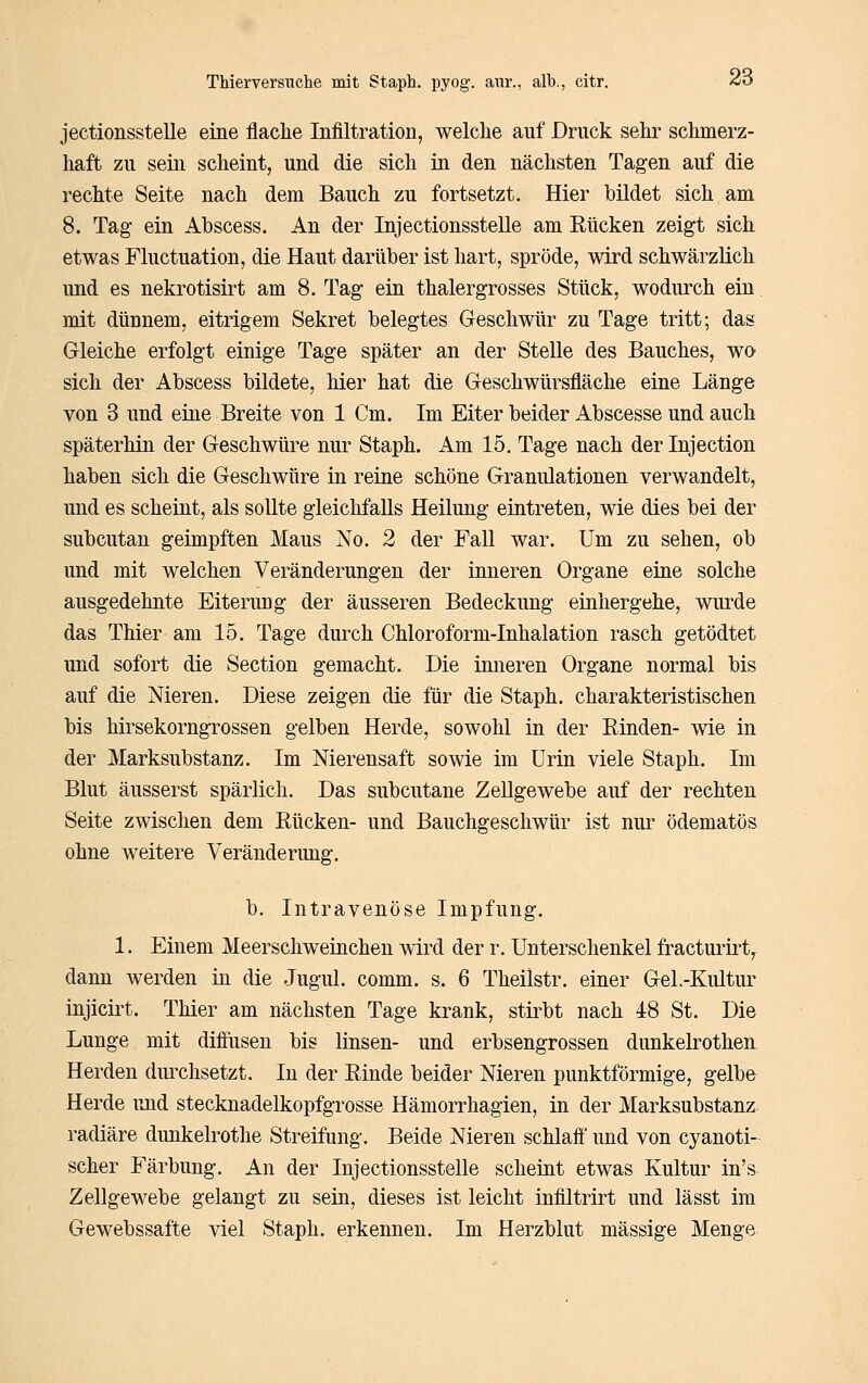 jectionsstelle eine flache Infiltration, welche auf Druck sehr schmerz- haft zu sein scheint, und die sich in den nächsten Tagen auf die rechte Seite nach dem Bauch zu fortsetzt. Hier bildet sich am 8. Tag ein Abscess. An der Injectionsstelle am Eücken zeigt sich etwas Fluctuation, die Haut darüber ist hart, spröde, wird schwärzlich und es nekrotisirt am 8. Tag ein thalergrosses Stück, wodurch ein mit dünnem, eitrigem Sekret belegtes Geschwür zu Tage tritt; das Gleiche erfolgt einige Tage später an der Stelle des Bauches, wo sich der Abscess bildete, hier hat die Geschwürsfläche eine Länge von 3 und eine Breite von 1 Cm. Im Eiter beider Abscesse und auch späterhin der Geschwüre nur Staph. Am 15. Tage nach der Injection haben sich die Geschwüre in reine schöne Granulationen verwandelt, und es scheint, als sollte gleichfalls Heilung eintreten, wie dies bei der subcutan geimpften Maus No. 2 der Fall war. Um zu sehen, ob und mit welchen Veränderungen der inneren Organe eine solche ausgedehnte Eiterung der äusseren Bedeckung einhergehe, wurde das Thier am 15. Tage durch Chloroform-Inhalation rasch getödtet und sofort die Section gemacht. Die imieren Organe normal bis auf die Nieren. Diese zeigen die für die Staph. charakteristischen bis hirsekorngrossen gelben Herde, sowohl in der Rinden- wie in der Marksubstanz. Im Nierensaft sowie im Urin viele Staph. Im Blut äusserst spärlich. Das subcutane Zellgewebe auf der rechten Seite zwischen dem Rücken- und Bauchgeschwür ist nur ödematös ohne weitere Veränderung. b. Intravenöse Impfung. 1. Einem Meerschweinchen wird der r. Unterschenkel fractui'irt,^ dann werden in die Jugul. comm. s. 6 Theilstr. einer GeL-Kultur injicirt. Thier am nächsten Tage krank, stirbt nach 48 St. Die Lunge mit diffusen bis linsen- und erbsengrossen dunkelrothen Herden durchsetzt. In der Rinde beider Nieren punktförmige, gelbe Herde und stecknadelkopfgrosse Hämorrhagien, in der Marksubstanz radiäre dunkelrothe Streifung. Beide Nieren schlaft' und von cyanoti- scher Färbung. An der Injectionsstelle scheint etwas Kultur in's Zellgewebe gelangt zu sein, dieses ist leicht infiltrirt und lässt im Gewebssafte viel Staph. erkennen. Im Herzblut massige Menge