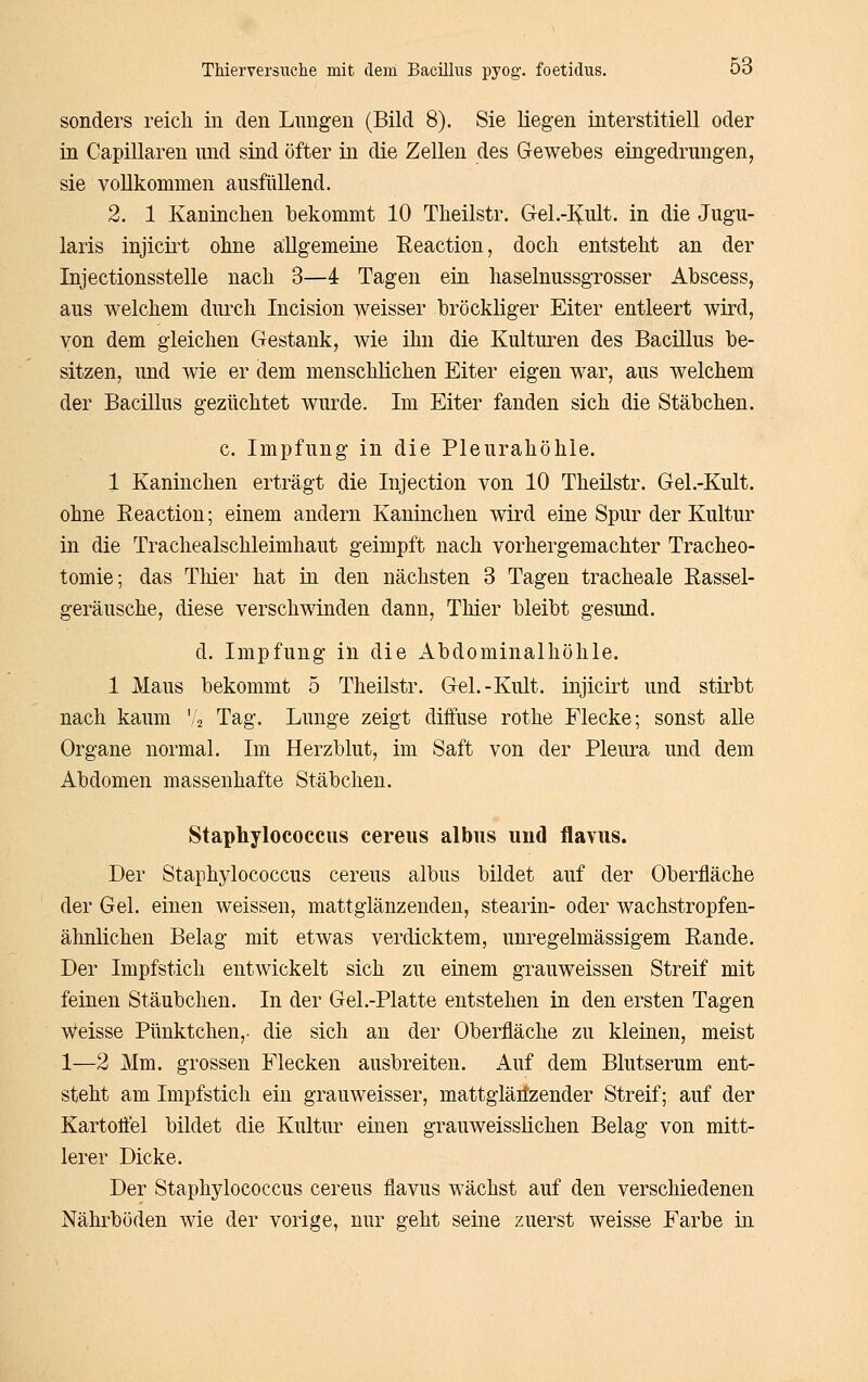 sonders reich, in den Lungen (Bild 8). Sie liegen interstitiell oder in Capillaren und sind öfter in die Zellen des Gewebes eingedrungen, sie vollkommen ausfüllend. 2. 1 Kaninchen bekommt 10 Theilstr. Gel.-I^ult. in die Jugu- laris injiciit ohne allgemeine Reaction, doch entsteht an der Injectionsstelle nach 3—4 Tagen ein haselnussgrosser xlbscess, aus welchem diu'ch Incision weisser bröckliger Eiter entleert wird, von dem gleichen Gestank, wie ilm die Kulturen des Bacillus be- sitzen, und wie er dem menschlichen Eiter eigen war, aus welchem der Bacillus gezüchtet wurde. Im Eiter fanden sich die Stäbchen. c. Impfung in die Pleurahöhle. 1 Kaninchen erträgt die Injection von 10 Theilstr. Gel.-Kult. ohne Eeaction; einem andern Kaninchen wird eine Spur der Kultur in die Trachealschleimhaut geimpft nach vorhergemachter Tracheo- tomie; das Thier hat in den nächsten 3 Tagen tracheale Rassel- geräusche, diese verschwinden dann, Thier bleibt gesund. d. Impfung in die Abdominalhöhle. 1 Maus bekommt 5 Theilstr. Gel.-Kult. injicirt und stirbt nach kaum '/2 Tag. Lunge zeigt diffuse rothe Flecke; sonst alle Organe normal. Im Herzblut, im Saft von der Pleura und dem Abdomen massenhafte Stäbchen. Staphylococcus cereus albus uud flavus. Der Staphylococcus cereus albus bildet auf der Oberfläche der Gel. einen weissen, mattglänzenden, Stearin- oder wachstropfen- ähnlichen Belag mit etwas verdicktem, unregelmässigem Rande. Der Impfstich entwickelt sich zu einem grauweissen Streif mit feinen Stäubchen. In der Gel.-Platte entstehen in den ersten Tagen Weisse Pünktchen,- die sich an der Oberfläche zu kletuen, meist 1—2 Mm. grossen Flecken ausbreiten. Auf dem Blutserum ent- steht am Impfstich ein grauweisser, mattglärtzender Streif; auf der Kartoffel bildet die Kultur einen grauweisslichen Belag von mitt- lerer Dicke. Der Staphylococcus cereus flavus wächst auf den verschiedenen Nährböden wie der vorige, nur geht seine zuerst weisse Farbe in