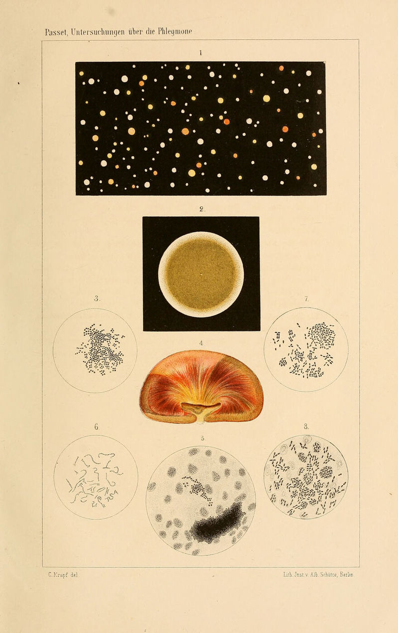 hisset, Uulersurhiiii(|tMi über die Phlet|iuüm> 'in' »■« /'•■'* ''» / ^ Vi ^'^ ^-^ C.]<rapf del. LitLJnstv. All. ScMtee, Berlin,