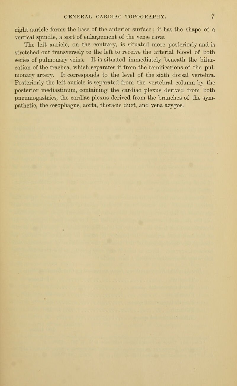 right auricle forms the base of the anterior surface ; it has the shape of a vertical spindle, a sort of enlargement of the venae cavse. The left auricle, on the contrary, is situated more posteriorly and is stretched out transversely to the left to receive the arterial blood of both series of pulmonary veins. It is situated immediately beneath the bifur- cation of the trachea, which separates it from the ramifications of the pul- monary artery. It corresponds to the level of the sixth dorsal vertebra. Posteriorly the left auricle is separated from the vertebral column by the posterior mediastinum, containing the cardiac plexus derived from both pneumogastrics, the cardiac plexus derived from the branches of the sym- pathetic, the oesophagus, aorta, thoracic duct, and vena azygos.