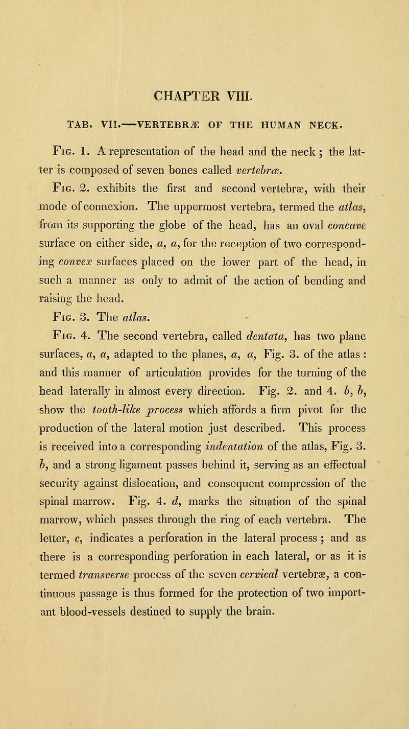 TAB. VII. VERTEBRA OF THE HUMAN NECK. Fig. 1. A representation of the head and the neck; the lat- ter is composed of seven bones called vertebra. Fig. 2. exhibits the first and second vertebrae, w'lih their mode of connexion. The uppermost vertebra, termed the atlas, from its supporting the globe of the head, has an oval concave surface on either side, a, a, for the reception of two correspond- ing convex surfaces placed on the lower part of the head, in such a manner as only to admit of the action of bending and raising the head. Fig. 3. The atlas. Fig. 4. The second vertebra, called dentata, has two plane surfaces, a, a, adapted to the planes, a, a, Fig. 3. of the atlas : and this manner of articulation provides for the turning of the bead laterally in almost every direction. Fig. 2. and 4. h, b, show the tooth-like process which affords a firm pivot for the production of the lateral motion just described. This process is received into a corresponding indentation of the atlas, Fig. 3. b, and a strong ligament passes behind it, serving as an effectual security against dislocation, and consequent compression of the spinal marrow. Fig. 4. d, marks the situation of the spinal marrow, which passes through the ring of each vertebra. The letter, c, indicates a perforation in the lateral process ; and as there is a corresponding perforation in each lateral, or as it is termed transverse process of the seven cervical vertebrae, a con- tinuous passage is thus formed for the protection of two import- ant blood-vessels destined to supply the brain.