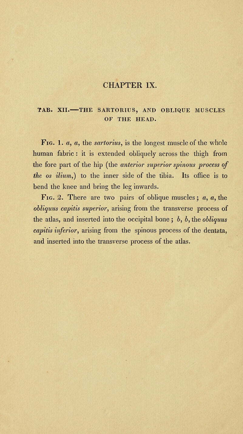 TAB. XII. THE SARTORIUS, AND OBLIQUE MUSCLES OF THE HEAD. Fig. 1. a, a, the sartorius, is the longest muscle of the whole human fabric: it is extended obliquely across the thigh from the fore part of the hip (the anterior superior spinous process of the OS ilium,) to the inner side of the tibia. Its office is to bend the knee and bring the leg inwards. Fig. 2. There are two pairs of oblique muscles; a, a, the ohliquus capitis superior, arising from the transverse process of the atlas, and inserted into the occipital bone; b, h, the ohliquus capitis inferior, arising from the spinous process of the dentata, and inserted into the transverse process of the atlas.