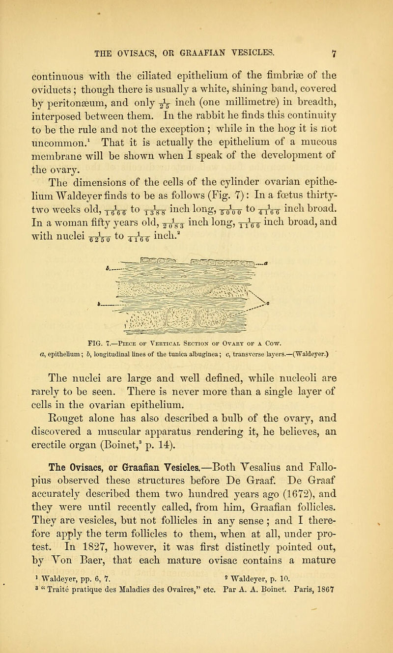 continuous with the ciliated epithelium of the fimbriae of the oviducts; though there is usually a white, shining band, covered by peritonaeum, and only -fa inch (one millimetre) in breadth, interposed between them. In the rabbit he finds this continuity to be the rule and not the exception; while in the hog it is not uncommon.1 That it is actually the epithelium of a mucous membrane will be shown when I speak of the development of the ovary. The dimensions of the cells of the cylinder ovarian epithe- lium Waldeyer finds to be as follows (Fig. 7): In a foetus thirty- two weeks old, y^- to -^Vs inch long, -^^ to ^yVr inch broad. In a woman fifty years old, -^^ inch long, 11166 inch broad, and wot0 ttVtt incl1-3 FIG. 7.—Piece of Vertical Section of Ovary of a Cow. a, epithelium; 6, longitudinal lines of the tunica albuginea; c, transverse layers.—(Waldeyer.) The nuclei are large and well defined, while nucleoli are rarely to be seen. There is never more than a single layer of cells in the ovarian epithelium. Rouget alone has also described a bulb of the ovary, and discovered a muscular apparatus rendering it, he believes, an erectile organ (Boinet,3 p. 14). The Ovisacs, or Graafian Vesicles.—Both Yesalius and Fallo- pius observed these structures before De Graaf. De Graaf accurately described them two hundred years ago (1672), and they were until recently called, from him, Graafian follicles. They are vesicles, but not follicles in any sense ; and I there- fore apply the term follicles to them, when at all, under pro- test. In 1827, however, it was first distinctly pointed out, by Yon Baer, that each mature ovisac contains a mature 1 Waldeyer, pp. 6, 7. 2 Waldeyer, p. 10. 3  Traite pratique des Maladies des Ovaires, etc. Par A. A. Boinet. Paris, 1867