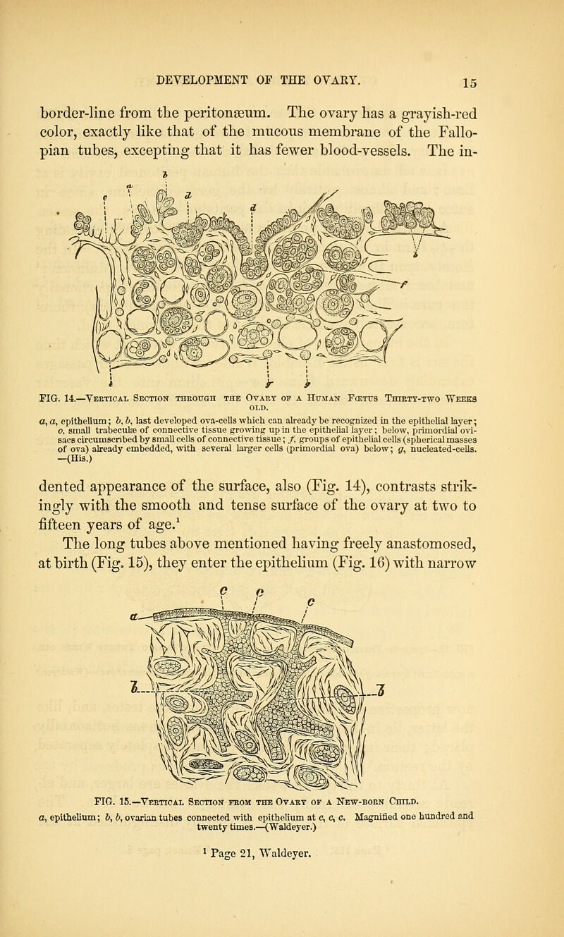 border-line from the peritonaeum. The ovary has a grayish-red color, exactly like that of the mucous membrane of the Fallo- pian tubes, excepting that it has fewer blood-vessels. The in- FIG. 14.—Vertical Section through the Ovary op a Human Foetus Thirty-two Weeks OLD. a, a, epithelium; &, b, last developed ova-cells which can already be recognized in the epithelial layer; o, small trabecule of connective tissue growing up in the epithelial layer; below, primordial ovi- sacs circumscribed by small cells of connective tissue; f, groups of epithelial cells (spherical masses of ova) already embedded, with several larger cells (primordial ova) below; g, nucleated-cells. -(His.) dented appearance of the surface, also (Fig. 14), contrasts strik- ingly with the smooth and tense surface of the ovary at two to fifteen years of age.1 The long tubes above mentioned having freely anastomosed, at birth (Fig. 15), they enter the epithelium (Fig. 16) with narrow FIG. 15.—Vertical Section prom the Ovary op a New-born Child. a, epithelium; b, b, ovarian tubes connected with epithelium at c, c, c. Magnified one hundred and twenty times.—(Waldeyer.) 1 Page 21, Waldeyer.