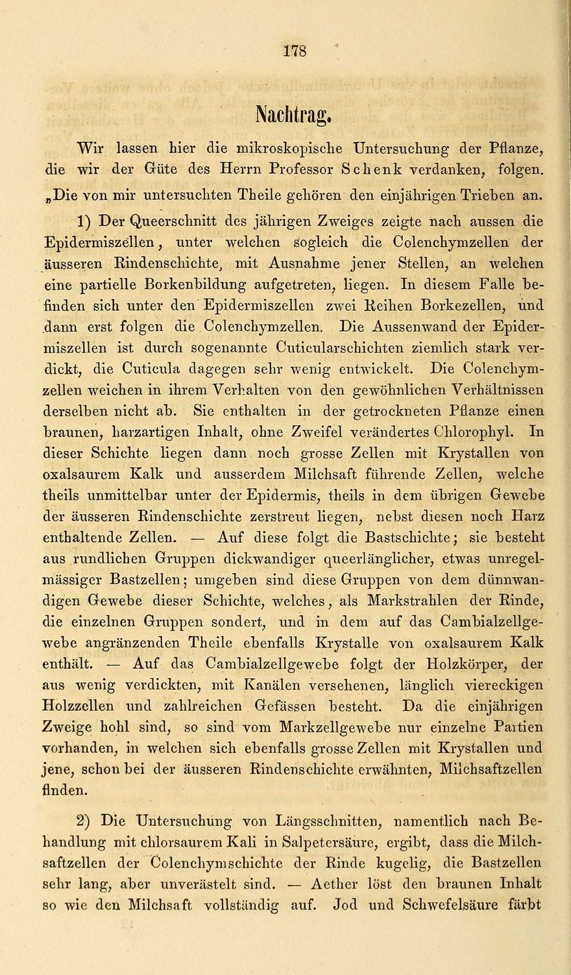 Nachtrag. Wir lassen hier die mikroskopische Untersuchung der Pflanze, die wir der Güte des Herrn Professor Schenk verdanken, folgen. „Die von mir untersuchten Theile gehören den einjährigen Trieben an. 1) Der Queerschnitt des jährigen Zweiges zeigte nach aussen die Epidermiszellen, unter welchen sogleich die Colenchymzellen der äusseren Rindenschichte, mit Ausnahme jener Stellen, an welchen eine partielle Borkenhildung aufgetreten, liegen. In diesem Falle he- finden sich unter den Epidermiszellen zwei Keilien Borkezellen, und .dann erst folgen die Colenchymzellen. Die Aussenwand der Epider- miszellen ist durch sogenannte Cuticularschichten ziemlich stark ver- dickt, die Cuticula dagegen sehr wenig entwickelt. Die Colenchym- zellen weichen in ihrem Verhalten von den gewöhnlichen Verhältnissen derselben nicht ab. Sie enthalten in der getrockneten Pflanze einen braunen, harzartigen Inhalt, ohne Zweifel verändertes Chlorophyl. In dieser Schichte liegen dann noch grosse Zellen mit Krystallen von oxalsaurem Kalk und ausserdem Milchsaft führende Zellen, welche theils unmittelbar unter der Epidermis, theils in dem übrigen Gewebe der äusseren Rindenschichte zerstreut liegen, nebst diesen noch Harz enthaltende Zellen. — Auf diese folgt die Bastschichte; sie besteht aus rundlichen Gruppen dickwandiger queerlänglicher, etwas unregel- mässiger Bastzellen; umgeben sind diese Gruppen von dem dünnwan- digen Gewebe dieser Schichte, welches, als Markstrahlen der Rinde, die einzelnen Gruppen sondert, und in dem auf das Cambialzellge- webe angränzenden Theile ebenfalls Krystalle von oxalsaurem Kalk enthält. — Auf das Cambialzellgewebe folgt der Holzkörper, der aus wenig verdickten, mit Kanälen versehenen, länglich viereckigen Holzzellen und zahlreichen Gefässen besteht. Da die einjährigen Zweige hohl sind, so sind vom Markzellgewebe nur einzelne Partien vorhanden, in welchen sich ebenfalls grosse Zellen mit Krystallen und jene, schon bei der äusseren Rindenschichte erwähnten, Milchsaftzellen finden. 2) Die Untersuchung von Längsschnitten, namentlich nach Be- handlung mit chlorsaurem Kali in Salpetersäure, ergibt, dass die Milch- saftzellen der Colenchymschichte der Rinde kugelig, die Bastzellen sehr lang, aber unverästelt sind. — Aether löst den braunen Inhalt so wie den Milchsaft vollständig auf. Jod und Schwefelsäure färbt