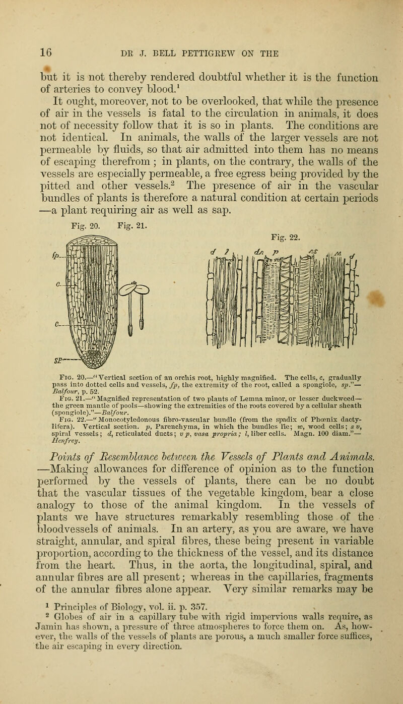 but it is not thereby rendered doubtful whether it is the function of arteries to convey blood.1 It ought, moreover, not to be overlooked, that while the presence of air in the vessels is fatal to the circulation in animals, it does not of necessity follow that it is so in plants. The conditions are not identical. In animals, the walls of the larger vessels are not permeable by fluids, so that air admitted into them has no means of escaping therefrom ; in plants, on the contrary, the walls of the vessels are especially permeable, a free egress being provided by the pitted and other vessels.2 The presence of air in the vascular bundles of plants is therefore a natural condition at certain periods —a plant requiring air as well as sap. Fig. 21. Fig. 22. Fig. 20.—Vertical section of an orchis root, highly magnified. The cells, c, gradually pass into dotted cells and vessels, fp, the extremity of the root, called a spongiole, sp.— Hal/our, p. 52. Fio. 21.— Magnified representation of two plants of Lemna minor, or lesser duckweed— the green mantle of pools—showing the extremities of the roots covered by a cellular sheath (spongiole).—Balfor.tr. Fio. 22.— Monocotyledonous fibro-vascular bundle (from the spadix of Phoenix dacty- lifera). Vertical section, p, Parenchyma, in which the bundles lie; w, wood cells; s v, spiral vessels; d, reticulated ducts; vp, vasa propria; I, liber cells. Magn. 100 diani.— Henfrey. Points of Resemblance between the Vessels of Plants and Animals. —Making allowances for difference of opinion as to the function performed by the vessels of plants, there can be no doubt that the vascular tissues of the vegetable kingdom, bear a close analogy to those of the animal kingdom. In the vessels of plants we have structures remarkably resembling those of the bloodvessels of animals. In an artery, as you are aware, we have straight, annular, and spiral fibres, these being present in variable proportion, according to the thickness of the vessel, and its distance from the heart. Thus, in the aorta, the longitudinal, spiral, and annular fibres are all present; whereas in the capillaries, fragments of the annular fibres alone appear. Very similar remarks may be 1 Principles of Biology, vol. ii. p. 357. 2 Globes of air in a capillary tube with rigid impervious walls require, as .l;iiniii haa shown, a pressure of tbree atmospberes to force them on. As, how- ever, 11 h• walls of the vessels of plants are porous, a much smaller force suffices, the ah' escaping in every direction.