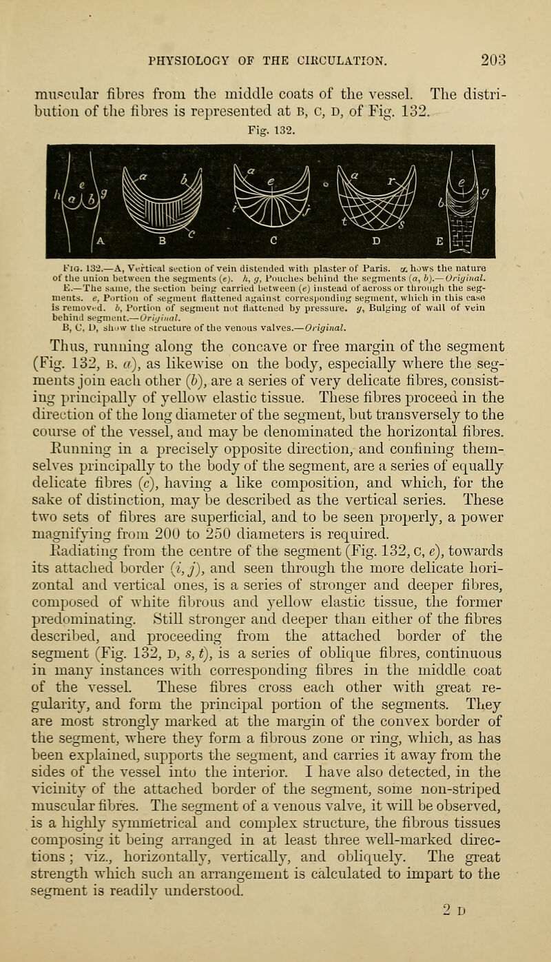 muscular fibres from the middle coats of the vessel. The distri- bution of the fibres is represented at b, c, d, of Fig. 132. Fig. 132. Fio. 132.—A, Vertical section of vein distended with plaster of Paris, a. hows the nature of the union between the segments (e). h, y, Pouches behind the segments (a, b).— Original. E.—The same, the section being carried between (e) instead of across or through the seg- ments, e, Portion of segment flattened against corresponding segment, which in this case is removed, b. Portion of segment not flattened by pressure, y, Bulging of wall of vein behind segment.— Original. B, C, D, show the structure of the venous valves.— Original. Thus, running along the concave or free margin of the segment (Fig. 132, b. a), as likewise on the body, especially where the seg- ments join each other (b), are a series of very delicate fibres, consist- ing principally of yellow elastic tissue. These fibres proceed in the direction of the long diameter of the segment, but transversely to the course of the vessel, and may be denominated the horizontal fibres. Running in a precisely opposite direction, and confining them- selves principally to the body of the segment, are a series of equally delicate fibres (c), having a like composition, and which, for the sake of distinction, may be described as the vertical series. These two sets of fibres are superficial, and to be seen properly, a power magnifying from 200 to 250 diameters is required. Radiating from the centre of the segment (Fig. 132, c, e), towards its attached border (i,j), and seen through the more delicate hori- zontal and vertical ones, is a series of stronger and deeper fibres, composed of white fibrous and yellow elastic tissue, the former predominating. Still stronger and deeper than either of the fibres described, and proceeding from the attached border of the segment (Fig. 132, D, s, t), is a series of oblique fibres, continuous in many instances with corresponding fibres in the middle coat of the vessel. These fibres cross each other with great re- gularity, and form the principal portion of the segments. They are most strongly marked at the margin of the convex border of the segment, where they form a fibrous zone or ring, which, as has been explained, supports the segment, and carries it away from the sides of the vessel into the interior. I have also detected, in the vicinity of the attached border of the segment, some non-striped muscular fibres. The segment of a venous valve, it will be observed, is a highly symmetrical and complex structure, the fibrous tissues composing it being arranged in at least three wTell-marked direc- tions ; viz., horizontally, vertically, and obliquely. The great strength which such an arrangement is calculated to impart to the segment is readily understood. 2 D