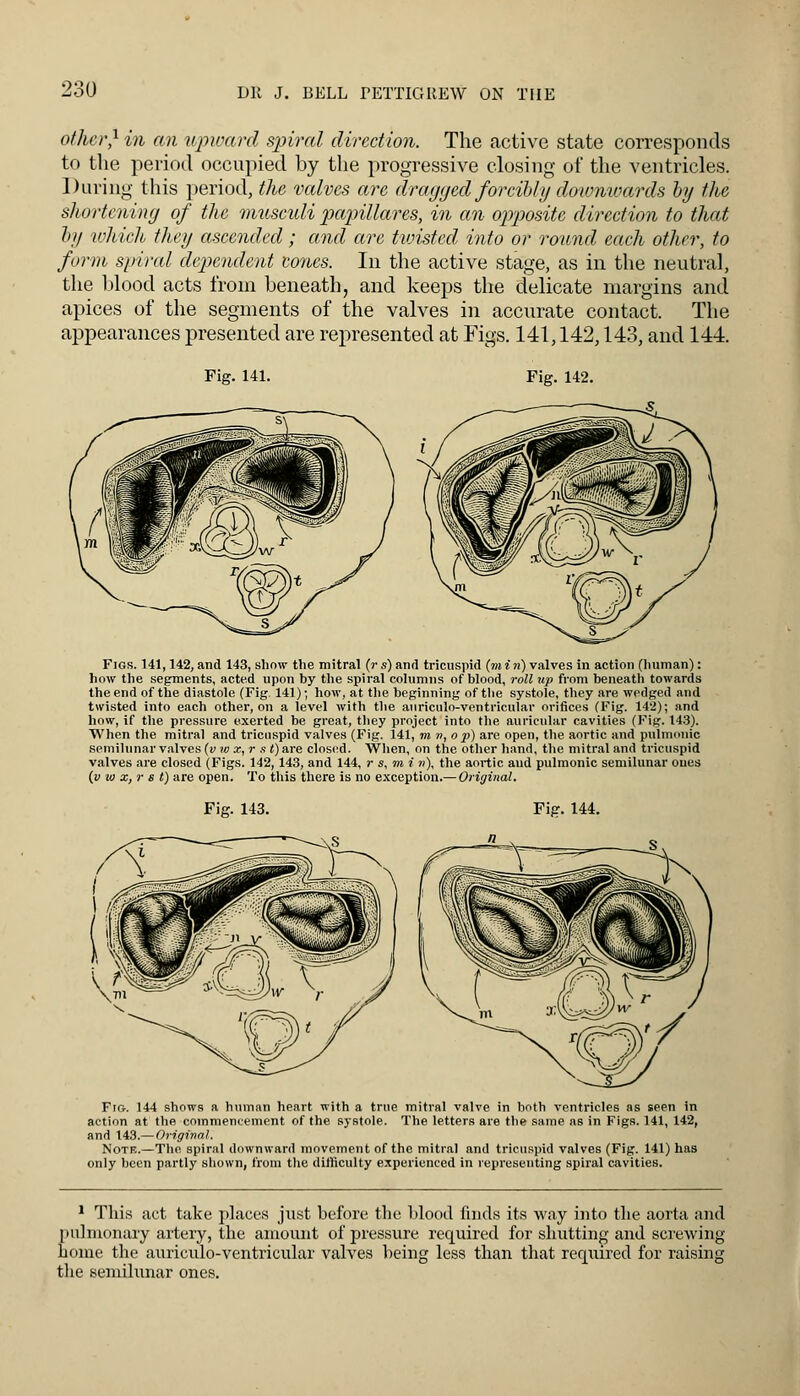 other? in an upward spiral direction. The active state corresponds to the period occupied by the progressive closing of the ventricles. During this period, the valves are dragged forcibly downwards by the shortening of the musculi papillares, in an opposite direction to that by which they ascended; and are tvnsted into or round each other, to form spiral dependent cones. In the active stage, as in the neutral, the blood acts from beneath, and keeps the delicate margins and apices of the segments of the valves in accurate contact. The appearances presented are represented at Figs. 141,142,143, and 144. Pig. 141. Fig. 142. Figs. 141,142, and 143, show the mitral (r s) and tricuspid (min) valves in action (human): how the segments, acted upon by the spiral columns of blood, roll up from beneath towards the end of the diastole (Fig 141) • how, at the beginning of the systole, they are wedged and twisted into each other, on a level with the auriculo-ventricular orifices (Fig. 142); and how, if the pressure exerted be great, they project into the auricular cavities (Fig. 143). When the mitral and tricuspid valves (Fig. 141, mm, op) are open, the aortic and pulmonic semilunar valves (v w x, r s i)are closed. When, on the other hand, the mitral and tricuspid valves are closed (Figs. 142, 143, and 144, r s, mi n), the aortic and pulmonic semilunar ones (v w x,r s t) are open. To this there is no exception.— Original. Fig. 143. Fig. 144. Fig. 144 shows a human heart with a true mitral valve in both ventricles as seen in action at the commencement of the systole. The letters are the same as in Figs. 141, 142, and 143.— Original. Note.—The spiral downward movement of the mitral and tricuspid valves (Fig. 141) has only been partly shown, from the difficulty experienced in representing spiral cavities. 1 This act take places just before the blood finds its way into the aorta and pulmonary artery, the amount of pressure recpuired for shutting and screwing home the auriculo-ventricular valves being less than that required for raising the semilunar ones.