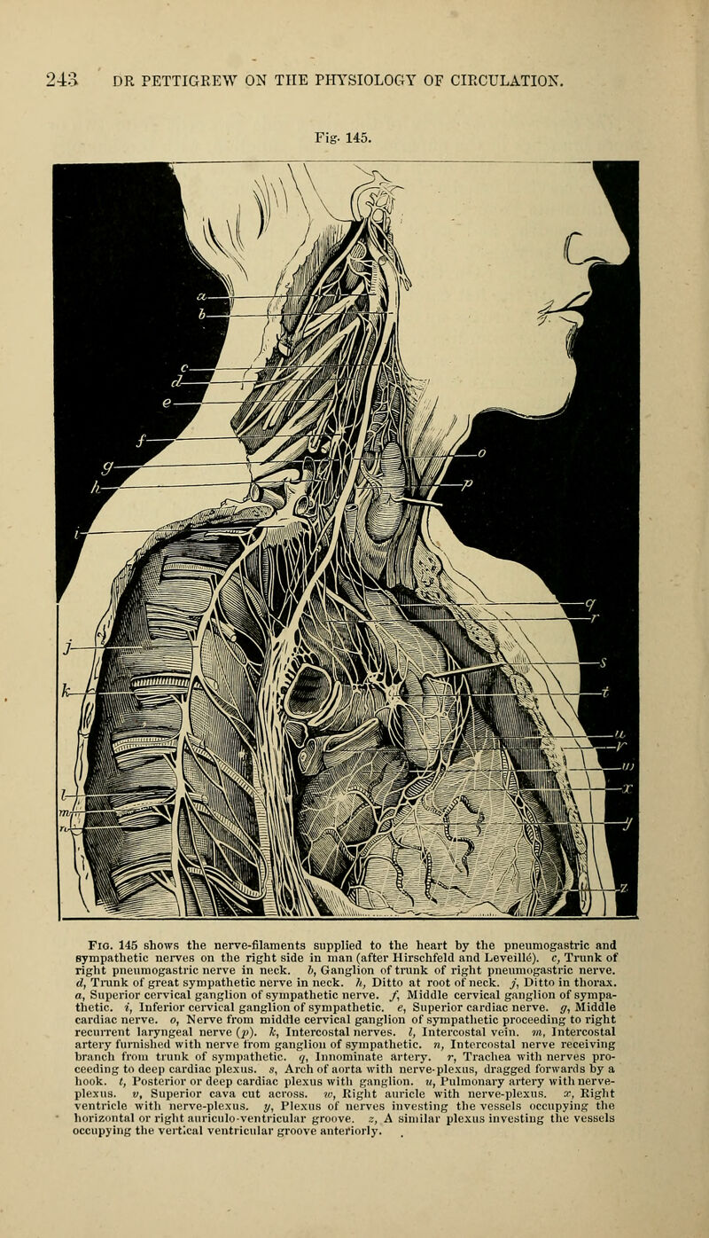 24a DR PETTIGREW ON THE PHYSIOLOGY OF CIRCULATION. Fig- 145. Fig. 145 shows the nerve-filaments supplied to the heart hy the pneumogastric and sympathetic nerves on the right side in man (after Hirschfeld and LeveilltS). c, Trunk of right pneumogastric nerve in neck, ft, Ganglion of trunk of right pneumogastric nerve. d, Trunk of great sympathetic nerve in neck, h, Ditto at root of neck. /, Ditto in thorax. a, Superior cervical ganglion of sympathetic nerve. /, Middle cervical ganglion of sympa- thetic, i, Inferior cervical ganglion of sympathetic, e, Superior cardiac nerve, g, Middle cardiac nerve, o, Nerve from middle cervical ganglion of sympathetic proceeding to right recurrent laryngeal nerve (p). k, Intercostal nerves. I, Intercostal vein, m, Intercostal artery furnished with nerve from ganglion of sympathetic, n, Intercostal nerve receiving branch from trunk of sympathetic, q, Innominate artery, r, Trachea with nerves pro- ceeding to deep cardiac plexus, s, Arch of aorta with nerve-plexus, dragged forwards by a hook, t, Posterior or deep cardiac plexus witli ganglion, u, Pulmonary artery with nerve- plexus, v, Superior cava cut across, w, Right auricle with nerve-plexus, .r, Eight ventricle with nerve-plexus, y, Plexus of nerves investing the vessels occupying the horizontal or right auriculoventricular groove, z, A similar plexus investing the vessels occupying the vertical ventricular groove anteriorly.