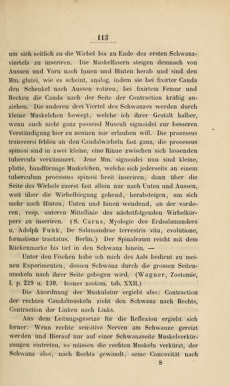 um sieh seitlich ran die Wirbel bis zu Ende des ersten Schwanz- viertels zu inseriren. Die Muskelfasern steigen demnach von Aussen und Vorn nach Innen und Hinten herab und sind den Mm. glutei, wie es scheint, analog, indem sie bei fixirter Cauda den Schenkel nach Aussen rotiren, bei fixirtem Femur und Becken die Cauda nach der Seite der Contraction kräftig an- ziehen. Die anderen drei Viertel des Schwanzes werden durch kleine Muskelchen bewegt, welche ich ihrer Gestalt halber, wenn auch nicht ganz passend Musculi sigmoidei zur besseren Verständigung hier zu nennen mir erlauben will. Die processus transversi fehlen an den Caudalwirbeln fast ganz, die processus spinosi sind in zwei kleine, eine Rinne zwischen sich lassenden tubercula verkümmert. Jene Mm. sigmoidei nun sind kleine, platte, bandförmige Muskelchen, welche sich jederseits an einem tuberculum processus spinosi breit inseriren, dann über die Seite des Wirbels zuerst fast allein nur nach Unten und Aussen, weit über die Wirbelbiegung gehend, herabsteigen, um sich mehr nach Hinten, Unten und Innen wendend, an der vorde- ren, resp. unteren Mittellinie des nächstfolgenden Wirbelkör- pers zu inseriren. (S. Garus, Myologie des Erdsalamanders u. Adolph Funk, De Salamandrae terrestris vita, evolutione, formatione tractatus. Berlin.) Der Spinalraum reicht mit dem Rückenmarke bis tief in den Schwanz hinein. — Unter den Fischen habe ich mich des Aals bedient zu mei- nen Experimenten, dessen Schwanz durch die grossen Seiten- muskeln nach ihrer Seite gebogen wird. (Wagner, Zootomie, I. p. 229 u. 230. Icones zootom. tab. XXII.) Die Anordnung der Muskulatur ergiebt also: Contraction der rechten Caudalmuskeln zieht den Schwanz nach Rechts, Contraction der Linken nach Links. Aus dem Leitungsgesetze für die Reflexion ergiebt sich ferner: Wenn rechte sensitive Nerven am Schwänze gereizt werden und Hierauf nur auf einer Schwanzseite Muskelverkür- zungen eintreten, so müssen die rechten Muskeln verkürzt, der Schwanz also, nach Rechts gewandt, seine Concavität nach 8
