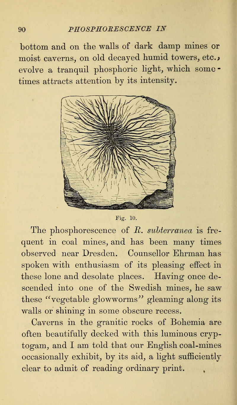 bottom and on the walls of dark damp mines or moist caverns, on old decayed humid towers, etc. > evolve a tranquil phosphoric hght, which some - times attracts attention by its intensity. Fig. 10. The phosphorescence of R. suhterranea is fre- quent in coal mines, and has been many times observed near Dresden. Counsellor Ehrman has spoken with enthusiasm of its pleasing efi'ect in these lone and desolate places. Having once de- scended into one of the Swedish mines, he saw these '^'^vegetable glowworms^^ gleaming along its walls or shining in some obscure recess. Caverns in the granitic rocks of Bohemia are often beautifully decked with this luminous cryp- togam, and I am told that our English coal-mines occasionally exhibit, by its aid, a light suflSciently clear to admit of reading ordinary print. ^