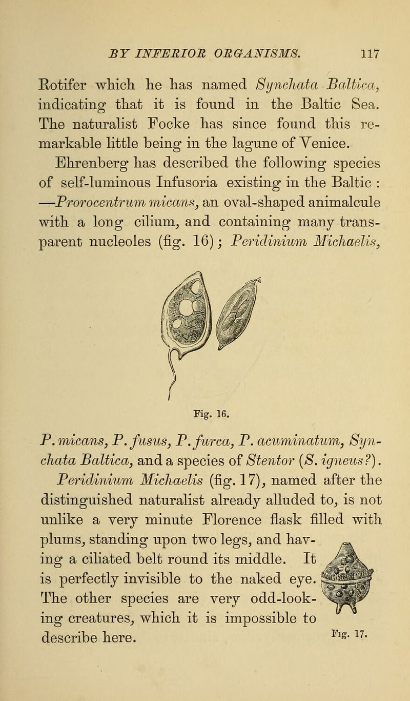 Rotifer wliicli lie has named Syncliata Baltica, indicating that it is found in tlie Baltic Sea, The naturalist Focke has since found this re- markable little being in the lagune of Venice. Ehrenberg has described the following species of self-luminous Infusoria existing in the Baltic : —Prorocentrmn micans, an oval-shaped animalcule with a long cilium, and containing many trans- parent nucleoles (fig. 16); Peridinium Michaelis, Fig. 16. P.micans, P.fusiis, P. furea, P. acuminatum, Syn- cliata Baltica, and a species of Stentor {S. igneus ?). Peridinium Michaelis (fig. 17)^ named after the distinguished naturalist already alluded to^ is not unlike a very minute Florence flask filled with plums^ standing upon two legs, and hav- ing a cihated belt round its middle. It is perfectly invisible to the naked eye. The other species are very odd-look- ing creatures_, which it is impossible to describe here. ^^^' ^^'