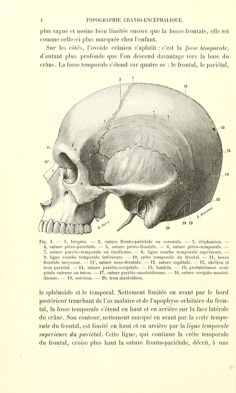 plus vague et moins bien liniilce encore que la bosse frontale, elle est comme celle-ci plus marquée chez l'enfant. Sur les côtés, l'ovoïde crânien s'aplatit : c'est la /os.s'6' temporale, d'autant plus profonde que l'on descend davantage vers la base du crâne. La fosse temporale s'étend sur quatre os : le frontal, le pariétal, il ' r ' il. I *■ r / FiG. 1. — 1, brcgma. — 2, suture fronto-pariétale ou coronale. — 3, stéphanion. — 4, suture ptéro-pariétale. — 5, suture ptéro-frontale. — 6, suture ptéro-temporale. — 7, suture pariéto-temporale ou écailleuse. — 8, ligne courbe temporale supérieure. — 9, ligne courbe temporale inférieure. — 10, crête temporale du frontal. — 11, bosse frontale moyenne. — 11', suture naso-frontale. — 12, suture sagittale. — 13, obélion et trou pariétal. —14, suture pariéto-occipitalc. — 15, lambda. — 16, protubérance occi- pitale externe ou inion. — 17, suture pariéto-mastoïdienne. — 18, suture occipito-niastoï- dienne. — 19, astérion. — 20, trou mastoïdien. le sphénoïde et le temporal. Nettement limitée en avant par le bord postérieur tranchant de l'os malaire et de l'apophyse orbitaire du fron- tal, la fosse temporale s'étend en haut et en arrière sur la face latérale du crâne. Son contour, nettement marqué en avant par la crête tempo- rale du frontal, est limité en haut et en arrière par la ligne temporale supérieure du pariétal. Cette ligne, qui continue la crête temporale du frontal, croise plus haut la suture fronto-pariétale, décrit, à une