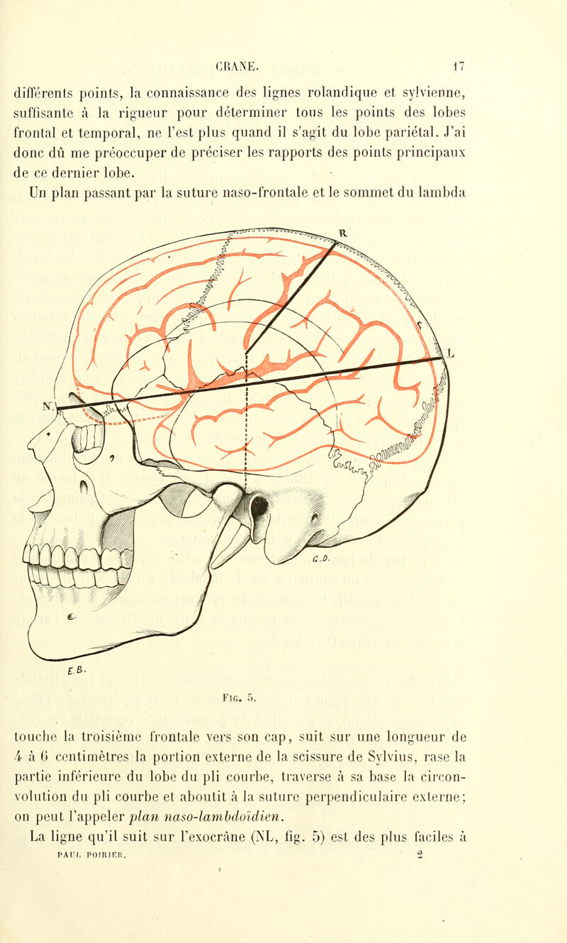 différents points, la connaissance des lignes rolandique et sylvienne, suffisante à la rigueur pour déterminer tous les points des lobes frontal et temporal, ne l'est plus quand il s'agit du lobe pariétal. J'ai donc dû me préoccuper de préciser les rapports des points principaux de ce dernier lobe. Un plan passant par la suture naso-frontale et le sommet du lambda FiG. 5. touche la troisième frontale vers son cap, suit sur une longueur de 4 à 0 centimètres la portion externe de la scissure de Sylvius, rase la partie inférieure du lobe du pli courbe, traverse à sa base la circon- volution du pli courbe et aboutit à la suture perpendiculaire externe; on peut l'appeler p/aîi naso-lamhdoïdien. La ligne qu'il suit sur l'exocrâne (XL, fig. 5) est des plus faciles à PAUI. POIRIF.n.