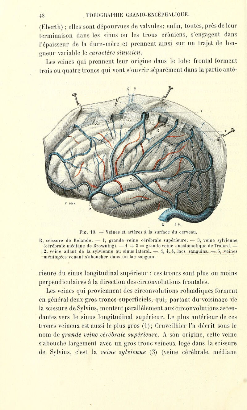 TOPOGRAl'IIIK CIIANIO-ENGÉPHALIQIJE. (Eberth) ; elles sont dépourvues de valvules; enfin, toutes, près de leur terminaison dans les sinus ou les trous crâniens, s'engagent dans l'épaisseur de la dure-mère et prennent ainsi sur un trajet de Ion- sueur variable le caractère sinusien. Les veines qui prennent leur origine dans le lobe frontal forment trois ou quatre troncs qui vont s'ouvrir séparément dans la partie anté- FiG. 10. — Veines et artères à la surface du cerveau. R, scissure de Rolande. — 1, grande veine cérébrale supérieure. — 3, veine sylvienne (cérébrale médiane de Rrowning). — 1 + 3 = grande veine anastomotique deTrolard. — 2, veine allant de la sylvienne au sinus latéral. — -i, 4,,4, lacs sanguins, -^_5,-=.veines méningées venant s'aboucher dans un lac sanguin. rieure du sinus longitudinal supérieur : ces troncs sont plus ou moins perpendiculaires à la direction des circonvolutions frontales. Les veines qui proviennent des circonvolutions rolandiques forment en général deux gros troncs superficiels, qui, partant du voisinage de la scissure de Sylvius, montent parallèlement aux circonvolutions ascen- dantes vers le sinus longitudinal supérieur. Le plus antérieur de ces troncs veineux est aussi le plus gros (1); Gruveilhier l'a décrit sous le nom de grande veine cérébrale supérieure. A son origine, cette veine, s'abouche largement avec un gros tronc veineux logé dans la scissure de Sylvius, c'est la veine sylvienne (3) (veine cérébrale médiane