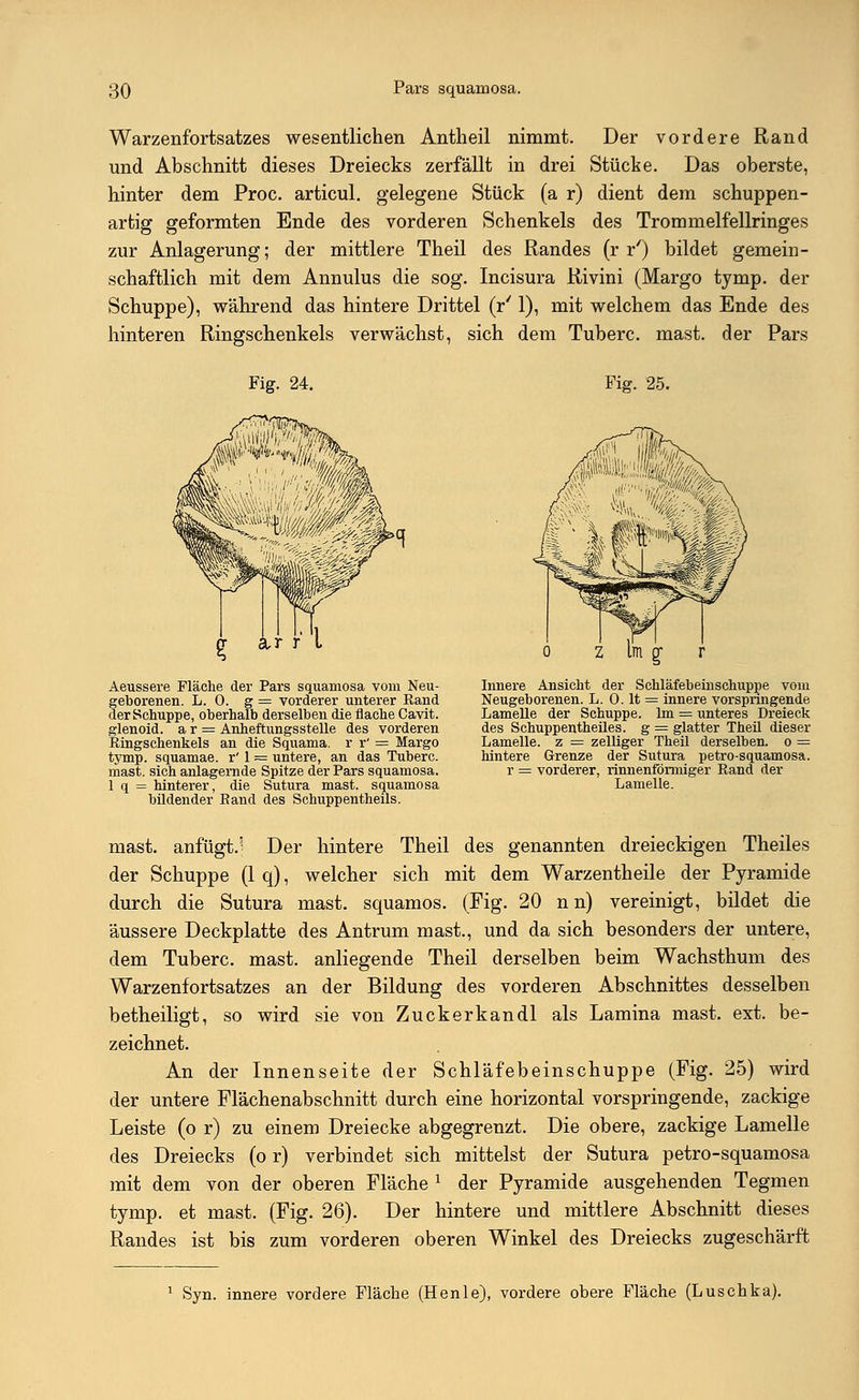 Warzenfortsatzes wesentlichen Antheil nimmt. Der vordere Rand und Abschnitt dieses Dreiecks zerfällt in drei Stücke. Das oberste, hinter dem Proc. articul. gelegene Stück (a r) dient dem schuppen- artig geformten Ende des vorderen Schenkels des Trommelfellringes zur Anlagerung; der mittlere Theil des Randes (rr') bildet gemein- schaftlich mit dem Annulus die sog. Incisura Rivini (Margo tymp. der Schuppe), während das hintere Drittel (V 1), mit welchem das Ende des hinteren Ringschenkels verwächst, sich dem Tuberc. mast. der Pars Fig. 24. Fig. 25. Aeussere Fläche der Pars squamosa vom Neu- geborenen. L. 0. g = vorderer unterer Rand der Schuppe, oberhalb derselben die flache Cavit. glenoid. a r = Anheftungsstelle des vorderen Ringschenkels an die Squama. r r' = Margo tymp. squamae. r' 1 — untere, an das Tuberc. mast. sich anlagernde Spitze der Pars squamosa. 1 q = hinterer, die Sutura mast. squamosa bildender Band des Schuppentheils. Innere Ansicht der Schläfebeinschuppe vom Neugeborenen. L. 0. lt = innere vorspringende Lamelle der Schuppe. Im = unteres Dreieck des Schuppentheiles. g = glatter Theil dieser Lamelle, z = zelliger Theil derselben, o = hintere Grenze der Sutura petro-squamosa. r = vorderer, rinnenförmiger Rand der Lamelle. mast. anfügt.- Der hintere Theil des genannten dreieckigen Theiles der Schuppe (1 q), welcher sich mit dem Warzentheile der Pyramide durch die Sutura mast. squamos. (Fig. 20 nn) vereinigt, bildet die äussere Deckplatte des Antrum mast., und da sich besonders der untere, dem Tuberc. mast. anliegende Theil derselben beim Wachsthum des Warzenfortsatzes an der Bildung des vorderen Abschnittes desselben betheiligt, so wird sie von Zuckerkandl als Lamina mast. ext. be- zeichnet. An der Innenseite der Schläfebeinschuppe (Fig. 25) wird der untere Flächenabschnitt durch eine horizontal vorspringende, zackige Leiste (o r) zu einem Dreiecke abgegrenzt. Die obere, zackige Lamelle des Dreiecks (o r) verbindet sich mittelst der Sutura petro-squamosa mit dem von der oberen Fläche x der Pyramide ausgehenden Tegmen tymp. et mast. (Fig. 26). Der hintere und mittlere Abschnitt dieses Randes ist bis zum vorderen oberen Winkel des Dreiecks zugeschärft Syn. innere vordere Fläche (Henle), vordere obere Fläche (Luschka).