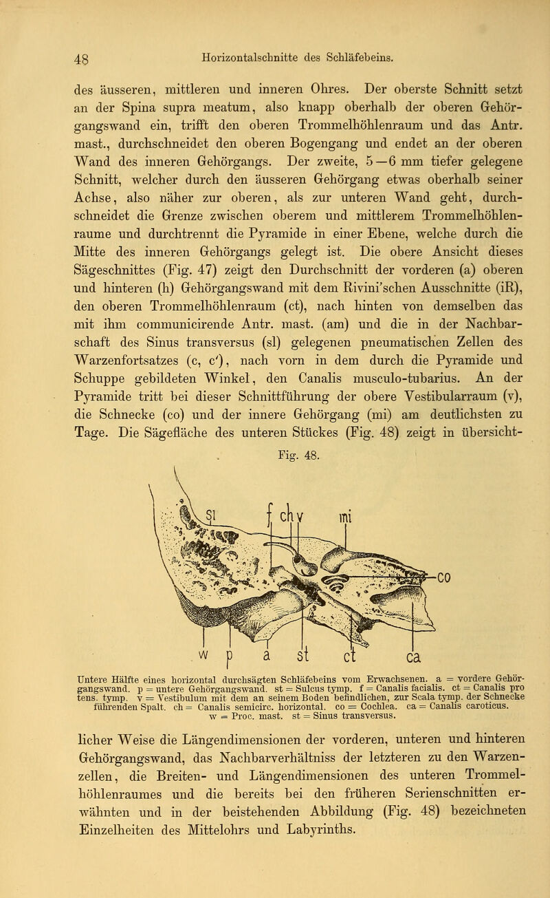 des äusseren, mittleren und inneren Ohres. Der oberste Schnitt setzt an der Spina supra meatum, also knapp oberhalb der oberen Gehör- gangswand ein, trifft den oberen Trommelhöhlenraum und das Antr. mast., durchschneidet den oberen Bogengang und endet an der oberen Wand des inneren Gehörgangs. Der zweite, 5—6 mm tiefer gelegene Schnitt, welcher durch den äusseren Gehörgang etwas oberhalb seiner Achse, also näher zur oberen, als zur unteren Wand geht, durch- schneidet die Grenze zwischen oberem und mittlerem Trommelhöhlen- raume und durchtrennt die Pyramide in einer Ebene, welche durch die Mitte des inneren Gehörgangs gelegt ist. Die obere Ansicht dieses Sägeschnittes (Fig. 47) zeigt den Durchschnitt der vorderen (a) oberen und hinteren (h) Gehörgangswand mit dem Rivini'schen Ausschnitte (iR), den oberen Trommelhöhlenraum (et), nach hinten von demselben das mit ihm communicirende Antr. mast. (am) und die in der Nachbar- schaft des Sinus transversus (sl) gelegenen pneumatischen Zellen des Warzenfortsatzes (c, c'), nach vorn in dem durch die Pyramide und Schuppe gebildeten Winkel, den Canalis musculo-tubarius. An der Pyramide tritt bei dieser Schnittführung der obere Vestibularraum (v), die Schnecke (co) und der innere Gehörgang (mi) am deutlichsten zu Tage. Die Sägefläche des unteren Stückes (Fig. 48) zeigt in übersicht- Fig. 48. Untere Hälfte eines horizontal durchsägten Schläfebeins vom Erwachsenen, a = vordere Gehör- gangswand, p = untere Gehörgaugswand. st = Sulcus tymp. f = Canalis facialis, et = Canalis pro tens. tymp. v = Vestibulum mit dem an seinem Boden befindlichen, zur Scala tymp. der Schnecke führenden Spalt, ch = Canalis semicirc. horizontal, co = Cochlea, ca = Canalis caroticus. w = Proc. mast. st = Sinus transversus. licher Weise die Längendimensionen der vorderen, unteren und hinteren Gehörgangswand, das Nachbarverhältniss der letzteren zu den Warzen- zellen, die Breiten- und Längendimensionen des unteren Trommel- höhlenraumes und die bereits bei den früheren Serienschnitten er- wähnten und in der beistehenden Abbildung (Fig. 48) bezeichneten Einzelheiten des Mittelohrs und Labyrinths.