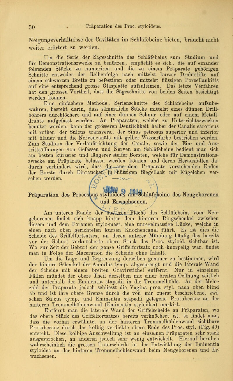 Neigungsverhältnisse der Cavitäten im Schläfebeine bieten, braucht nicht weiter erörtert zu werden. Um die Serie der Sägeschnitte des Schläfebeins zum Studium und für Demonstrationszwecke zu benützen, empfiehlt es sich, die auf einander folgenden Stücke zu numeriren und die zu einem Präparate gehörigen Schnitte entweder der Reihenfolge nach mittelst kurzer Drahtstifte auf einem schwarzen Brette zu befestigen oder mittelst flüssigen Porcellankitts auf eine entsprechend grosse Glasplatte aufzuleimen. Das letzte Verfahren hat den grossen Vortheil, dass die Sägeschnitte von beiden Seiten besichtigt werden können. Eine einfachere Methode, Serienschnitte des Schläfebeins aufzube- wahren, besteht darin, dass sämmtliche Stücke mittelst eines dünnen Drill- bohrers durchlöchert und auf einer dünnen Schnur oder auf einem Metall- drahte aufgefasst werden. An Präparaten, welche zu Unterrichtszwecken benützt werden, kann der grösseren Deutlichkeit halber der Canalis caroticus mit rother, der Sulcus transvers., der Sinus petrosus superior und inferior mit blauer und die Nervencanale mit gelber Wasserfarbe bestrichen werden. Zum Studium der Verlaufsrichtung der Canäle, sowie der Ein- und Aus- trittsöffnungen von Gefässen und Nerven am Schläfebeine bedient man sich am besten kürzerer und längerer steifer Borsten, welche für Demonstrations- zwecke am Präparate belassen werden können und deren Herausfallen da- durch verhindert wird, dass di&—aus--dem Präparate vorstehenden Enden der Borste durch Eintauche^ {n I-llüssigen Siegellack mit Kügekhen ver- sehen werden. /rv3 —°«o- Präparation des Procesljsuj styloiaetns aflffl^Schl^felbeine des Neugeborenen und Erwachsenen. / s£/ p P h - 'y Am unteren Bande der^FHäSferjenjJSräche des Schläfebeins vom Neu- geborenen findet sich knapp hinter dem hinteren Bingschenkel zwischen diesem und dem Foramen stylo-mast. eine unregelmässige Lücke, welche in einen nach oben gerichteten kurzen Knochencanal führt. Es ist dies die Scheide des Griffelfortsatzes, an deren unterer Mündung häufig das bereits vor der Geburt verknöcherte obere Stück des Proc. styloid. sichtbar ist. Wo zur Zeit der Geburt der ganze Griffelfortsatz noch knorpelig war, findet man in Folge der Maceration die Scheide ohne Inhalt. Um die Lage und Begrenzung derselben genauer zu bestimmen, wird der hintere Schenkel des Annulus tymp. abgesprengt und die laterale Wand der Scheide mit einem breiten Gravirstichel entfernt. Nur in einzelnen Fällen mündet der obere Theil derselben mit einer breiten Oeffnung seitlich und unterhalb der Eminentia stapedii in die Trommelhöhle. An der Mehr- zahl der Präparate jedoch schliesst die Vagina proc. styl, nach oben blind ab und ist ihre obere Grenze durch die von mir zuerst beschriebene, zwi- schen Sulcus tymp. und Eminentia stapedii gelegene Protuberanz an der hinteren Trommelhöhlenwand (Eminentia styloidea) markirt. Entfernt man die laterale Wand der Griffelscheide an Präparaten, wo das obere Stück des Griffelfortsatzes bereits verknöchert ist, so findet man, dass die vorhin erwähnte, an der hinteren Trommelhöhlenwand sichtbare Protuberanz durch das kolbig verdickte obere Ende des Proc. styl. (Fig. 49) entsteht. Diese kolbige Anschwellung ist an einzelnen Präparaten sehr stark ausgesprochen, an anderen jedoch sehr wenig entwickelt. Hierauf beruhen wahrscheinlich die grossen Unterschiede in der Entwicklung der Eminentia styloidea an der hinteren Trommelhöhlenwand beim Neugeborenen und Er- wachsenen.