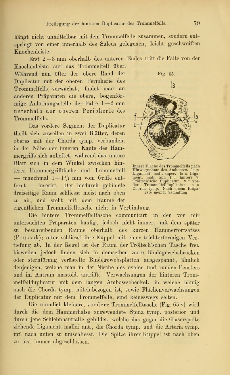 Fig. 65. hängt nicht unmittelbar mit dem Trommelfelle zusammen, sondern ent- springt von einer innerhalb des Sulcus gelegenen, leicht geschweiften Knochenleiste. Erst 2—3 mm oberhalb des unteren Endes tritt die Falte von der Knochenleiste auf das Trommelfell über. Während nun öfter der obere Rand der Duplicatur mit der oberen Peripherie des Trommelfells verwächst, findet man an anderen Präparaten die obere, bogenför- mige Anlöthungsstelle der Falte 1—2 mm unterhalb der oberen Peripherie des Trommelfells. Das vordere Segment der Duplicatur theilt sich zuweilen in zwei Blätter, deren oberes mit der Chorda tymp. verbunden, in der Nähe der inneren Kante des Ham- mergriffs sich anheftet, während das untere Blatt sich in dem Winkel zwischen hin- terer Hammergrifffläche und Trommelfell — manchmal 1 — 11J2 mm vom Griffe ent- fernt — inserirt. Der hiedurch gebildete dreiseitige Raum schliesst meist nach oben zu ab, und steht mit dem Räume der eigentlichen Trommelfelltasche nicht in Verbindung. Die hintere Trommelfelltasche communicirt in den von mir untersuchten Präparaten häufig, jedoch nicht immer, mit dem später zu beschreibenden Räume oberhalb des kurzen Hammerfortsatzes (Prussak); öfter schliesst ihre Kuppel mit einer trichterförmigen Ver- tiefung ab. In der Regel ist der Raum der Tröltsch'sehen Tasche frei, bisweilen jedoch finden sich in demselben zarte Bindegewebsbrücken oder sternförmig verästelte Bindegewebsplatten ausgespannt, ähnlich denjenigen, welche man in der Nische des ovalen und runden Fensters und im Antrum mastoid. antrifft. Verwachsungen der hinteren Trom- melf ellduplicatur mit dem langen Ambossschenkel, in welche häufig auch die Chorda tymp. miteinbezogen ist, sowie Flächenverwachsungen der Duplicatur mit dem Trommelfelle, sind keineswegs selten. Die räumlich kleinere, vordere Trommelfelltasche (Fig. 65 v) wird durch die dem Hammerhalse zugewendete Spina tymp. posterior und durch jene Schleimhautfalte gebildet, welche das gegen die Glaserspalte ziehende Ligament, mall ei ant., die Chorda tymp. und die Arteria tymp. inf. nach unten zu umschliesst. Die Spitze ihrer Kuppel ist nach oben zu fast immer abgeschlossen. Innere Fläche des Trommelfells nach Hinwegnahme des Ambosses, ls = Ligament, mall, super, la = Liga- ment, mall. ant. f = hintere v. Tröltsch'sche Duplicatur. v = vor- dere Trommelfellduplicatur. c = Chorda tymp. Nach einem Präpa- rate meiner Sammlung.