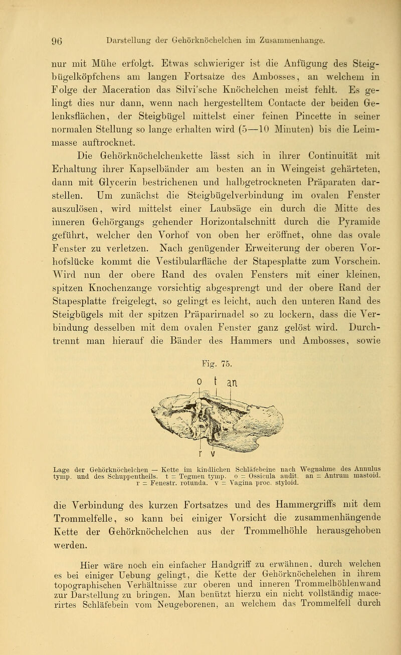 nur mit Mühe erfolgt. Etwas schwieriger ist die Anfügung des Steig- bügelköpfchens am langen Fortsatze des Ambosses, an welchem in Folge der Maceration das Silvi'sche Knöchelchen meist fehlt. Es ge- lingt dies nur dann, wenn nach hergestelltem Contacte der beiden Ge- lenksflächen, der Steigbügel mittelst einer feinen Pincette in seiner normalen Stellung so lange erhalten wird (5—10 Minuten) bis die Leim- masse auftrocknet. Die Gehörknöchelchenkette lässt sich in ihrer Continuität mit Erhaltung ihrer Kapselbänder am besten an in Weingeist gehärteten, dann mit Glycerin bestrichenen und halbgetrockneten Präparaten dar- stellen. Um zunächst die Steigbügelverbindung im ovalen Fenster auszulösen, wird mittelst einer Laubsäge ein durch die Mitte des inneren Gehörgangs gehender Horizontalschnitt durch die Pyramide geführt, welcher den Vorhof von oben her eröffnet, ohne das ovale Fenster zu verletzen. Nach genügender Erweiterung der oberen Vor- hofslücke kommt die Vestibularfläche der Stapesplatte zum Vorschein. Wird nun der obere Rand des ovalen Fensters mit einer kleinen, spitzen Knochenzange vorsichtig abgesprengt und der obere Rand der Stapesplatte freigelegt, so gelingt es leicht, auch den unteren Rand des Steigbügels mit der spitzen Präparirnadel so zu lockern, dass die Ver- bindung desselben mit dem ovalen Fenster ganz gelöst wird. Durch- trennt man hierauf die Bänder des Hammers und Ambosses, sowie Fig. 75. Lage der Gehörknöchelchen — Kette im kindlichen Schläfeheine nach Wegnahme des Annulus tymp. und des Schupp entheil s. t = Tegmen tymp. o = Ossicula audit. an - Antrum mastoid. r = Fenestr. rotunda. v = Vagina proc. styloid. die Verbindung des kurzen Fortsatzes und des Hammergriffs mit dem Trommelfelle, so kann bei einiger Vorsicht die zusammenhängende Kette der Gehörknöchelchen aus der Trommelhöhle herausgehoben werden. Hier wäre noch ein einfacher Handgriff zu erwähnen, durch welchen es bei einiger üebung gelingt, die Kette der Gehörknöchelchen in ihrem topographischen Verhältnisse zur oberen und inneren Trommelhöhlenwand zur Darstellung zu bringen. Man benützt hierzu ein nicht vollständig mace- rirtes Schläfebein vom Neugeborenen, an welchem das Trommelfell durch