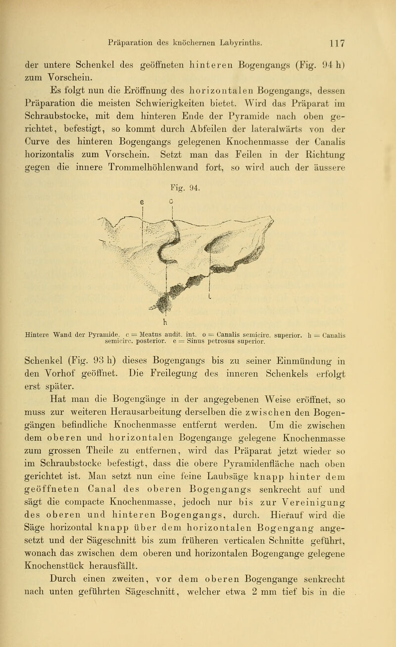 der untere Schenkel des geöffneten hinteren Bogengangs (Fig. 04 h) zum Vorschein. Es folgt nun die Eröffnung des horizontalen Bogengangs, dessen Präparation die meisten Schwierigkeiten bietet. Wird das Präparat im Schraubstocke, mit dem hinteren Ende der Pyramide nach oben ge- richtet, befestigt, so kommt durch Abfeilen der lateralwärts von der Curve des hinteren Bogengangs gelegenen Knochenmasse der Canalis horizontalis zum Vorschein. Setzt man das Feilen in der Richtung gegen die innere Trommelhöhlenwand fort, so wird auch der äussere Fig. 94. Hintere Wand der Pyramide, c = Meatus audit. int. o = Canalis semicirc. superior. n = Canalis semicirc. posterior, e = Sinus petrosus superior. Schenkel (Fig. 93 h) dieses Bogengangs bis zu seiner Einmündung in den Vorhof geöffnet. Die Freilegung des inneren Schenkels erfolgt erst später. Hat man die Bogengänge in der angegebenen Weise eröffnet, so muss zur weiteren Herausarbeitung derselben die zwischen den Bogen- gängen befindliche Knochenmasse entfernt werden. Um die zwischen dem oberen und horizontalen Bogengänge gelegene Knochenmasse zum grossen Theile zu entfernen, wird das Präparat jetzt wieder so im Schraubstocke befestigt, dass die obere Pyramidenfläche nach oben gerichtet ist. Man setzt nun eine feine Laubsäge knapp hinter dem geöffneten Canal des oberen Bogengangs senkrecht auf und sägt die compacte Knochenmasse, jedoch nur bis zur Vereinigung des oberen und hinteren Bogengangs, durch. Hierauf wird die Säge horizontal knapp über dem horizontalen Bogengang ange- setzt und der Sägeschnitt bis zum früheren verticalen Schnitte geführt, wonach das zwischen dem oberen und horizontalen Bogengänge gelegene Knochenstück herausfällt. Durch einen zweiten, vor dem oberen Bogengänge senkrecht nach unten geführten Sägeschnitt, welcher etwa 2 mm tief bis in die