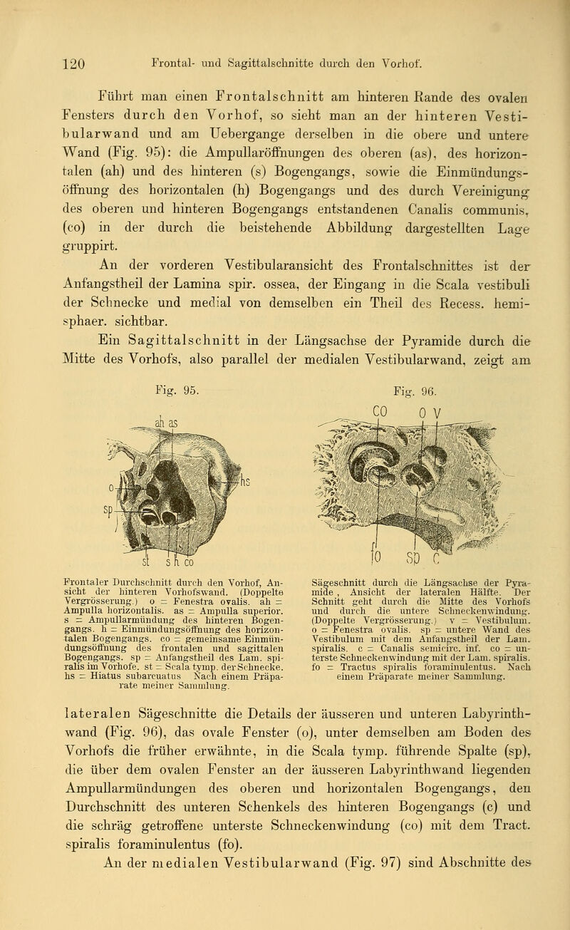 Führt man einen Frontalschnitt am hinteren Rande des ovalen Fensters durch den Vorhof, so sieht man an der hinteren Vesti- bularwand und am Uebergange derselben in die obere und untere Wand (Fig. 95): die Ampullaröffhungen des oberen (as), des horizon- talen (ah) und des hinteren (s) Bogengangs, sowie die Einmündungs- öffnung des horizontalen (h) Bogengangs und des durch Vereinigung des oberen und hinteren Bogengangs entstandenen Canalis communis. (co) in der durch die beistehende Abbildung dargestellten Lage gruppirt. An der vorderen Vestibularansicht des Frontalschnittes ist der Anfangstheil der Lamina spir. ossea, der Eingang in die Scala vestibuli der Schnecke und medial von demselben ein Theil des Recess. hemi- sphaer. sichtbar. Ein Sagittalschnitt in der Längsachse der Pyramide durch die Mitte des Vorhofs, also parallel der medialen Vestibularwand, zeigt am Fis. 96. Frontaler Durchschnitt durch den Vorhof, An- sicht der hinteren Vorhofswand. (Doppelte Vergrösserung.) o = Fenestra ovalis. ah = Ampulla horizontalis. as = Ampulla superior. s — Ampullarmündung des hinteren Bogen- gangs, h = Einmündungsöffnung des horizon- talen Bogengangs, co = gemeinsame Einmün- dungsöifnung des frontalen und sagittalen Bogengangs, sp = Anfangstheil des Lam. spi- ralis im Vorhofe, st = Scala tymp. der Schnecke, hs — Hiatus subarcuatus Nach einem Präpa- rate meiner Sammlung. Sägeschnitt durch die Längsachse der Pyra- mide , Ansicht der lateralen Hälfte. Der Schnitt geht durch die Mitte des Vorhofs und durch die untere Scbneckemvindung. (Doppelte Vergrösserung.) v = Vestibulum. o = Fenestra ovalis. sp = untere Wand des Vestibulum mit dem Anfangstheil der Lam. spiralis. c — Canalis semicirc. inf. co = un- terste Schneckenwindung mit der Lam. spiralis. fo = Tractus spiralis foraminulentus. Nach einem Präparate meiner Sammlung. lateralen Sägeschnitte die Details der äusseren und unteren Labyrinth- wand (Fig. 96), das ovale Fenster (o), unter demselben am Boden des Vorhofs die früher erwähnte, in die Scala tymp. führende Spalte (sp), die über dem ovalen Fenster an der äusseren Labyrinthwand liegenden Ampullarmündungen des oberen und horizontalen Bogengangs, den Durchschnitt des unteren Schenkels des hinteren Bogengangs (c) und die schräg getroffene unterste Schneckenwindung (co) mit dem Tract. spiralis foraminulentus (fo). An der medialen Vestibularwand (Fig. 97) sind Abschnitte des