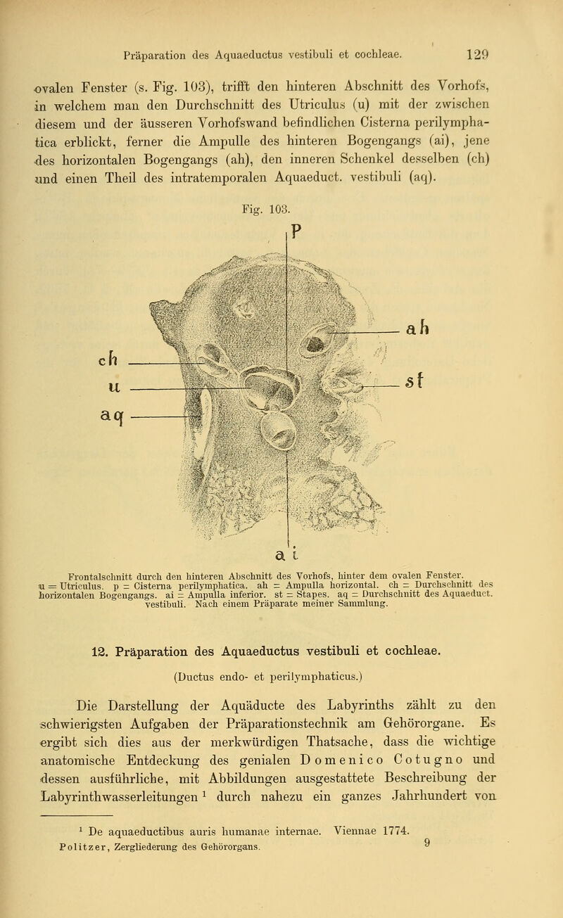 ■ovalen Fenster (s. Fig. 103), trifft den hinteren Abschnitt des Vorhofs, in welchem man den Durchschnitt des Utriculus (u) mit der zwischen diesem und der äusseren Vorhofswand befindlichen Cisterna perifympha- tica erblickt, ferner die Ampulle des hinteren Bogengangs (ai), jene des horizontalen Bogengangs (ah), den inneren Schenkel desselben (ch) und einen Theil des intratemporalen Aquaeduct. vestibuli (aq). Fig. 103. ah a. t Frontalschnitt durch den hinteren Abschnitt des Vorhofs, hinter dem ovalen Fenster. xl = Utriculus. p = Cisterna perilymphatica. ah = Ampulla horizontal, ch = Durchschnitt des horizontalen Bogengangs, ai = Ampulla inferior, st = Stapes. aq = Durchschnitt des Aquaeduct. vestibuli. Nach einem Präparate meiner Sammlung. 12. Präparation des Aquaeductus vestibuli et Cochleae. (Ductus endo- et perilymphaticus.) Die Darstellung der Aquäducte des Labyrinths zählt zu den schwierigsten Aufgaben der Präparationstechnik am Gehörorgane. Es ergibt sich dies aus der merkwürdigen Thatsache, dass die wichtige anatomische Entdeckung des genialen Domenico Cotugno und dessen ausführliche, mit Abbildungen ausgestattete Beschreibung der Labyrinthwasserleitungenl durch nahezu ein ganzes Jahrhundert von 1 De aquaeductibus auris humanae internae. Viennae 1774. Politzer, Zergliederung des Gehörorgans.