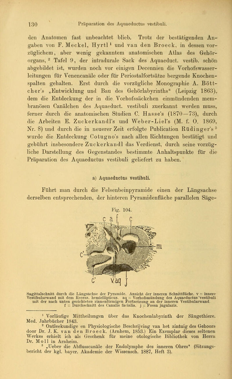 [30 Präparation des Aquaeductus vestibuli. den Anatomen fast unbeachtet blieb. Trotz der bestätigenden An- gaben von F. Meckel, Hyrtll und van den Broeck, in dessen vor- züglichem, aber wenig gekanntem anatomischen Atlas des Gehör- organs, 2 Tafel 9, der intradurale Sack des Aquaeduct. vestib. schön abgebildet ist, wurden noch vor einigen Decennien die Vorhofswasser- leitungen für Venencanäle oder für Periostalfortsätze bergende Knochen- spalten gehalten. Erst durch die vorzügliche Monographie A. Bött- cher's „Entwicklung und Bau des Gehörlabyrinths (Leipzig 1863), dem die Entdeckung der in die Vorhofssäckchen einmündenden mem- branösen Canälchen des Aquaeduct. vestibuli zuerkannt werden muss, ferner durch die anatomischen Studien C. Hasse's (1870—73), durch die Arbeiten E. Zuckerkandl's und Weber-Liel's (M. f. 0. 1869, Nr. 8) und durch die in neuerer Zeit erfolgte Publication Rüdinger's 3 wurde die Entdeckung Cotugno's nach allen Richtungen bestätigt und gebührt insbesondere Zuckerkandl das Verdienst, durch seine vorzüg- liche Darstellung des Gegenstandes bestimmte Anhaltspunkte für die- Präparation des Aquaeductus vestibuli geliefert zu haben. a) Aquaeductus vestibuli. Führt man durch die Felsenbeinpyramide einen der Längsachse derselben entsprechenden, der hinteren Pyramidenfläche parallelen Säge- Fig. 104. af vaq j Sagittalschnitt durch die Längsachse der Pyramide. Ansicht der inneren ScJrnittfläche. v — innere Vestibularwand mit dem Eecess. hemiellipticus. aq = Vorhofsmündung des Aquaeductus vestibuli mit der nach unten gerichteten rinnenförmigen Fortsetzung an der inneren Vestibularwand. f = Durchschnitt des Canalis facialis, j - Fossa jugularis. 1 Vorläufige Mittheilungen über das Knochenlabyrinth der Säugetbiere. Med. Jahrbücher 1843. 2 Ontleekundige en Physiologische Beschrijving van het zintuig des Gehoors door Dr. J. K. van den Broeck. (Arnhem, 1853.) Ein Exemplar dieses seltenen Werkes erhielt ich als Geschenk für meine otologische Bibliothek von Herrn Dr. Moll in Arnheim. 3 „Ueber die Abflusscanäle der Endolymphe des inneren Ohres (Sitzungs- bericht der kgl. bayer. Akademie der Wissensch. 1887, Heft 3).