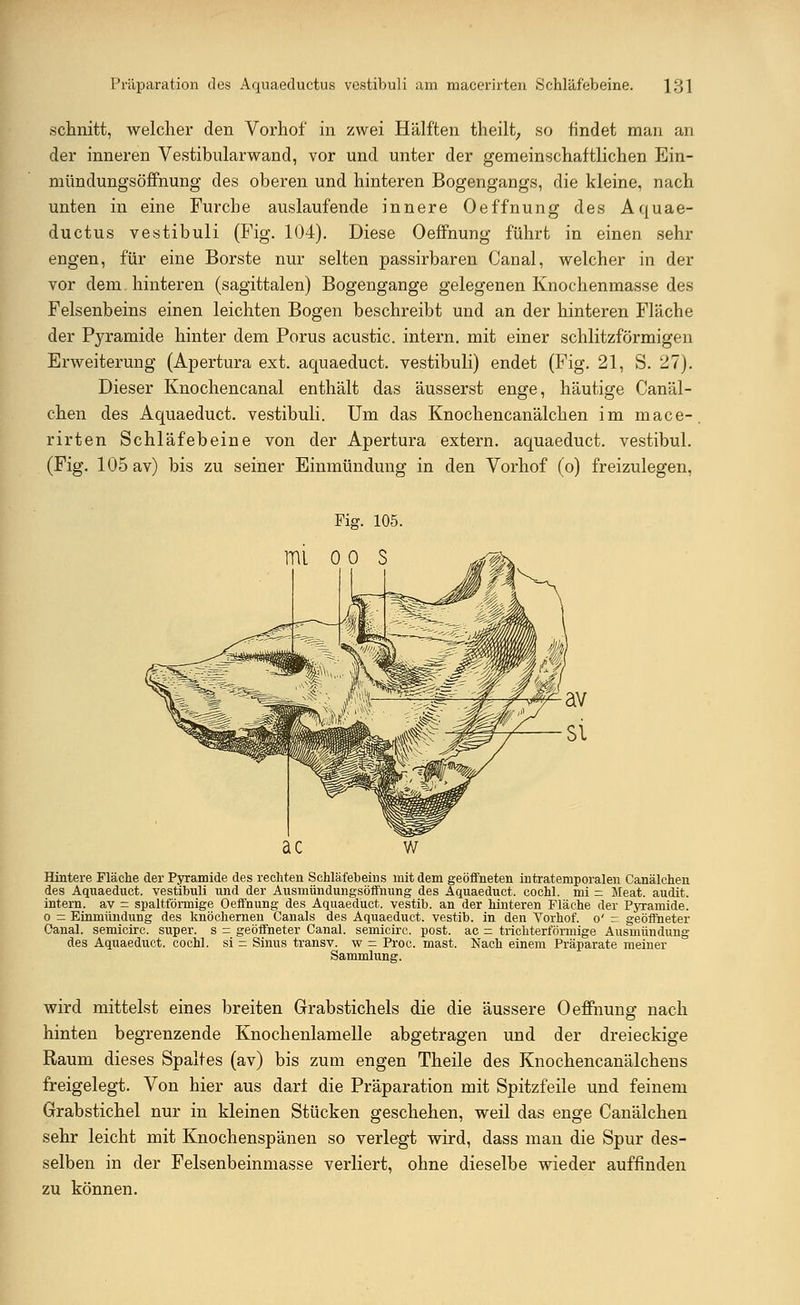 schnitt, welcher den Vorhof in zwei Hälften theilt, so findet man an der inneren Vestibularwand, vor und unter der gemeinschaftlichen Ein- mündungsöffnung des oberen und hinteren Bogengangs, die kleine, nach unten in eine Furche auslaufende innere Oeffnung des Aquae- ductus vestibuli (Fig. 104). Diese Oeffnung führt in einen sehr engen, für eine Borste nur selten passirbaren Canal, welcher in der vor dem. hinteren (sagittalen) Bogengänge gelegenen Knochenmasse des Felsenbeins einen leichten Bogen beschreibt und an der hinteren Fläche der Pyramide hinter dem Porus acustic. intern, mit einer schlitzförmigen Erweiterung (Apertura ext. aquaeduct. vestibuli) endet (Fig. 21, S. 27). Dieser Knochencanal enthält das äusserst enge, häutige Canäl- chen des Aquaeduct. vestibuli. Um das Knochencanälchen im mace- rirten Schläfebeine von der Apertura extern, aquaeduct. vestibul. (Fig. 105 av) bis zu seiner Einmündung in den Vorhof (o) freizulegen, Fig. 105. mi o o s Hintere Fläche der Pyramide des rechten Schläfebeins mit dem geöffneten intratemporalen Canälchen des Aquaeduct. vestibuli und der Ausmündungsöffnung des Aquaeduct. cochl. mi = Meat. audit. intern, av = spaltförmige Oeffnung des Aquaeduct. vestib. an der hinteren Fläche der Pyramide, o = Einmündung des knöchernen Canals des Aquaeduct. vestib. in den Vorhof. o' = geöffneter Oanal. semicirc. super, s - geöffneter Canal. semicirc. post. ac = trichterförmige Ausmündung des Aquaeduct. cochl. si =: Sinus transv. w = Proc. mast. Nach einem Präparate meiner Sammlung. wird mittelst eines breiten Grabstichels die die äussere Oeffnung nach hinten begrenzende Knochenlamelle abgetragen und der dreieckige Raum dieses Spaltes (av) bis zum engen Theile des Knochencanälchens freigelegt. Von hier aus darf die Präparation mit Spitzfeile und feinem Grabstichel nur in kleinen Stücken geschehen, weil das enge Canälchen sehr leicht mit Knochenspänen so verlegt wird, dass man die Spur des- selben in der Felsenbeinmasse verliert, ohne dieselbe wieder auffinden zu können.