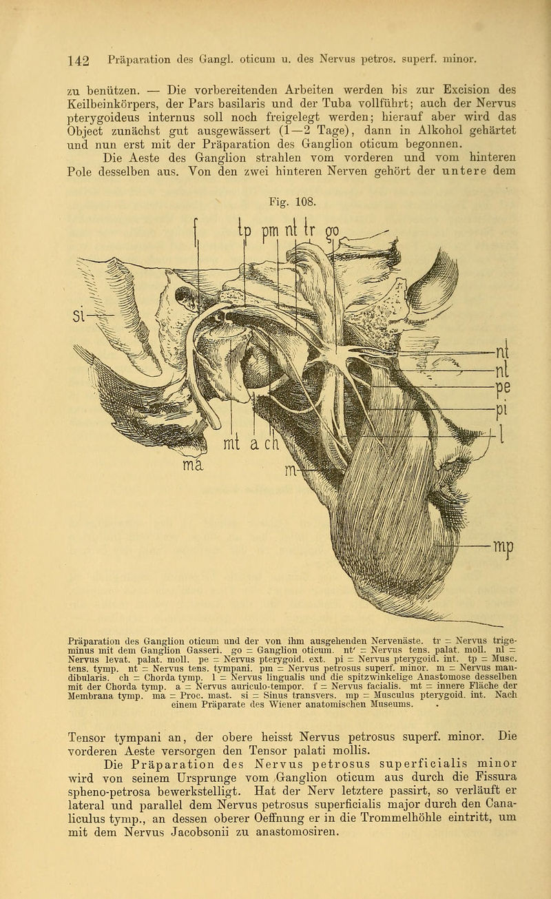zu benützen. — Die vorbereitenden Arbeiten werden bis zur Excision des Keilbeinkörpers, der Pars basilaris und der Tuba vollführt; auch der Nervus pterygoideus internus soll noch freigelegt werden; hierauf aber wird das Object zunächst gut ausgewässert (1—2 Tage), dann in Alkohol gehärtet und nun erst mit der Präparation des Ganglion oticum begonnen. Die Aeste des G-anglion strahlen vom vorderen und vom hinteren Pole desselben aus. Von den zwei hinteren Nerven gehört der untere dem Fig. 108. Präparation des Ganglion oticum und der von ihm ausgehenden Nervenäste, tr = Nervus trige- minus mit dem Ganglion Gasseri. go = Ganglion oticum. nt' = Nervus tens. palat. moll. nl = Nervus levat. palat. moll. pe = Nervus pterygoid. ext. pi = Nervus pteiygoid. int. tp = Muse, tens. tymp. nt = Nervus tens. tympani. pm — Nervus petrosus superf. minor, m = Nervus man- dibularis. ch — Chorda tymp. 1 = Nervus lingualis und die spitzwinkelige Anastomose desselben mit der Chorda tymp. a = Nervus auriculo-tempor. f = Nervus facialis, mt = innere Fläche der Membrana tymp. ma = Proc. mast. si - Sinus transvers. mp = Musculus pterygoid. int. Nach einem Präparate des Wiener anatomischen Museums. Tensor tympani an, der obere heisst Nervus petrosus superf. minor. Die vorderen Aeste versorgen den Tensor palati mollis. Die Präparation des Nervus petrosus superficialis minor wird von seinem Ursprünge vom Ganglion oticum aus durch die Fissura spheno-petrosa bewerkstelligt. Hat der Nerv letztere passirt, so verläuft er lateral und parallel dem Nervus petrosus superficialis major durch den Cana- liculus tymp., an dessen oberer Oeffnung er in die Trommelhöhle eintritt, um mit dem Nervus Jacobsonii zu anastomosiren.