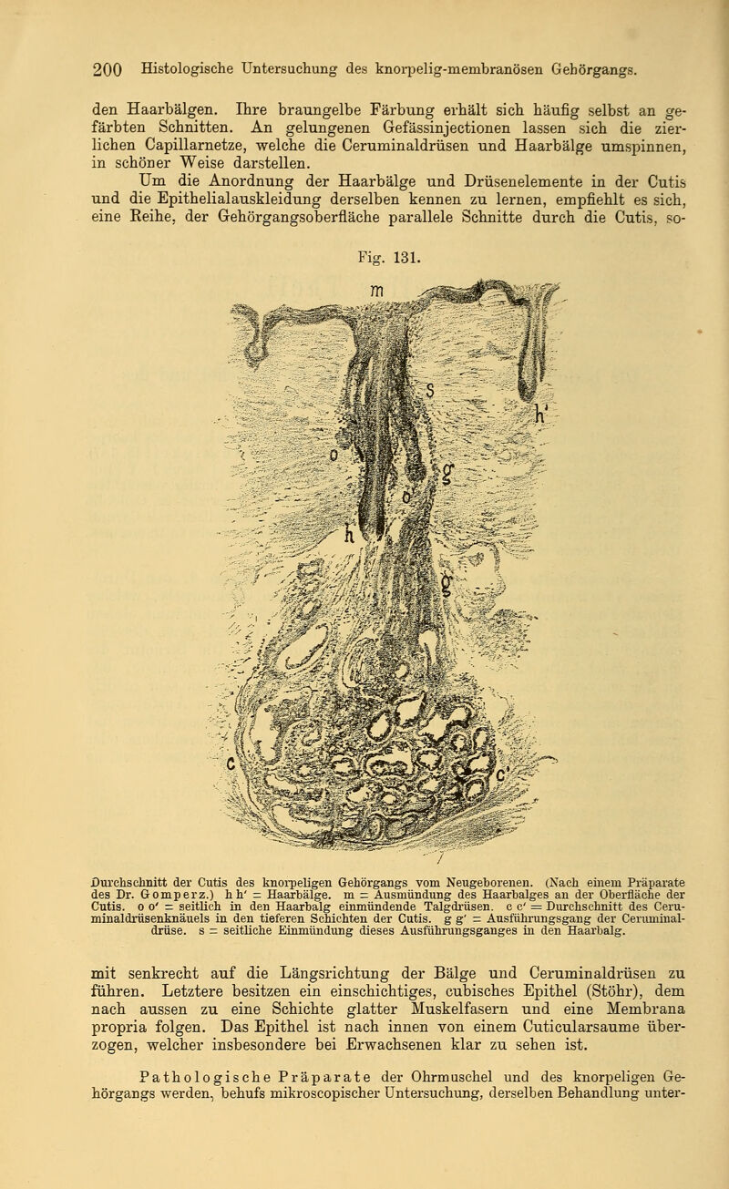 den Haarbälgen. Ihre braungelbe Färbung erhält sich häufig selbst an ge- färbten Schnitten. An gelungenen Gefässinjectionen lassen sich die zier- lichen Capillarnetze, welche die Ceruminaldrüsen und Haarbälge umspinnen, in schöner Weise darstellen. Um die Anordnung der Haarbälge und Drüsenelemente in der Cutis und die Epithelialauskleidung derselben kennen zu lernen, empfiehlt es sich, eine Reihe, der Gehörgangsoberfläche parallele Schnitte durch die Cutis, so- Ficr 131. Durchschnitt der Cutis des knorpeligen Gehörgangs vom Neugeborenen. (Nach einem Präparate des Dr. Gomperz.) hh' = Haarbälge, m = Ausmündung des Haarbalges an der Oberfläche der Cutis. oo' = seitlich in den Haarbalg einmündende Talgdrüsen. cc' = Durchschnitt des Ceru- minaldrüsenknäuels in den tieferen Schichten der Cutis, gg' r Ausführungsgang der Cenuninal- drüse. s = seitliche Einmündung dieses Ausführungsganges in den Haarbalg. mit senkrecht auf die Längsrichtung der Bälge und Ceruminaldrüsen zu führen. Letztere besitzen ein einschichtiges, cubisches Epithel (Stöhr), dem nach aussen zu eine Schichte glatter Muskelfasern und eine Membrana propria folgen. Das Epithel ist nach innen von einem Cuticularsaume über- zogen, welcher insbesondere bei Erwachsenen klar zu sehen ist. Pathologische Präparate der Ohrmuschel und des knorpeligen Ge- hörgangs werden, behufs mikroscopischer Untersuchung, derselben Behandlung unter-