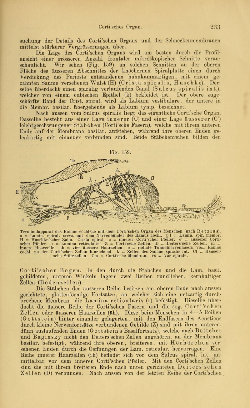 Corti'sches Organ. 9?.?. suchung der Details des Corti'schen Organs und der Schneckenmembranen mittelst stärkerer Vergrösserungen über. Die Lage des Corti'schen Organs wird am besten durch die Profil- ansicht einer grösseren Anzahl frontaler mikroskopischer Schnitte veran- schaulicht. Wir sehen (Fig. 159) an solchen Schnitten an der oberen Fläche des äusseren Abschnittes der knöchernen Spiralplatte einen durch Verdickung des Periosts entstandenen hahnkammartigen, mit einem ge- zahnten Saume versehenen Wulst (H) (Crista spiralis, Huschke). Der- selbe überdacht einen spiralig verlaufenden Canal (Sulcus spiralis int.), welcher von einem cubischen Epithel (k) bekleidet ist. Der obere zuge- scbärfte Rand der Crist. Spiral, wird als Labium vestibuläre, der untere in die Membr. basilar. übergehende als Labium tymp. bezeichnet. Nach aussen vom Sulcus spiralis liegt das eigentliche Corti'sche Organ. Dasselbe besteht aus einer Lage innerer (C) und einer Lage äusserer (C) leichtgeschwungener Stäbchen (Corti'sche Fasern), welche mit ihrem unteren Ende auf der Membrana basilar. aufstehen, während ihre oberen Enden ge- lenkartig mit einander verbunden sind. Beide Stäbchenreihen bilden den Für. 159. Terminalapparat des Ramus Cochleae mit dem Corti'schen Organ des Menschen (nach Retzius). o - Lamm, spiral. ossea mit dem Nervenbündel des Ramus cochl. p 1 = Lamin. spir. membr. H — Huschke'scher Zahn. Crista spiral. c = innerer Corti'scher Pfeiler, c' = äusserer Corti- scher Pfeiler, r = Lamina reticularis. Z = Corti'sche Zellen. D - Deiters'sehe Zellen, ih = innere Haarzelle, äh = vier äussere Haarzellen, e = radiale Tunnelnervenfasern vom Ramus cochl. zu den Corti'schen Zellen hinziehend, k = Zellen des Sulcus spiralis int. Cl = Hensen- sche Stützzellen. Cm — Corti'sche Membran, vs = Vas spirale. Corti'schen Bogen. In den durch die Stäbchen und die Lam. basil. gebildeten, unteren Winkeln lagern zwei Reihen rundlicher, kernhaltiger Zellen (Bodenzellen). Die Stäbchen der äusseren Reihe besitzen am oberen Ende nach aussen gerichtete, plattenförmige Fortsätze, an welcher sich eine netzartig durch- brochene Membran, die Lamina reticularis (r) befestigt. Dieselbe über- dacht die äussere Reihe der Corti'schen Fasern und die sog. Corti'schen Zellen oder äusseren Haarzellen (äh). Diese beim Menschen in 4—5 Reihen (Gottstein) hinter einander gelagerten, mit den Endfasern des Acusticus durch kleine Nervenfortsätze verbundenen Gebilde (Z) sind mit ihren unteren, dünn auslaufenden Enden (Gottstein's Basalfortsatz), welche nach Böttcher und Baginsky nicht den Deiters'schen Zellen angehören, an der Membrana basilar. befestigt, während ihre oberen, breiteren, mit Hörhärchen ver- sehenen Enden durch die Oeffnungen der Lam. reticular. hervorragen. Eine Reihe innerer Haarzellen (ih) befindet sich vor dem Sulcus spiral. int. un- mittelbar vor dem inneren Corti'schen Pfeiler. Mit den Corti'schen Zellen sind die mit ihrem breiteren Ende nach unten gerichteten Deiters'schen Zellen (D) verbunden. Nach aussen von der letzten Reihe der Corti'schen