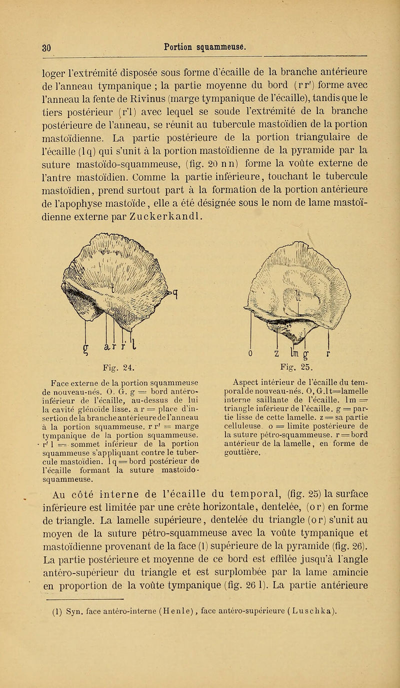 loger l'extrémité disposée sous forme d'écaillé de la branche antérieure de l'anneau tympanique ; la partie moyenne du bord (rr') forme avec l'anneau la fente de Rivinus (marge tympanique de l'écaillé), tandis que le tiers postérieur (r'1) avec lequel se soude l'extrémité de la branche postérieure de l'anneau, se réunit au tubercule mastoïdien de la portion mastoïdienne. La partie postérieure de la portion triangulaire de l'écaillé (lq) qui s'unit à la portion mastoïdienne de la pyramide par la suture mastoïdo-squammeuse, (fig. 20 nn) forme la voûte externe de l'antre mastoïdien. Comme la partie inférieure, touchant le tubercule mastoïdien, prend surtout part à la formation de la portion antérieure de l'apophyse mastoïde, elle a été désignée sous le nom de lame mastoï- dienne externe par Zuckerkandl. Aspect intérieur de l'écaillé du tem- poral de nouveau-nés. 0, Gr.lt=lamelle interne saillante de l'écaillé, lm = triangle inférieur de l'écaillé, g = par- tie lisse de cette lamelle. z = sa partie celluleuse. o = limite postérieure de la suture pétro-squammeuse. r = bord antérieur de la lamelle , en forme de gouttière. &r r Fig. 24. Face externe de la portion squammeuse de nouveau-nés. 0. G. g = bord antéro- inférieur de l'écaillé, au-dessus de lui la cavité glénoïde lisse. ar= place d'in- sertion de la branche antérieure de l'anneau à la portion squammeuse. r r' = marge tympanique de la portion squammeuse. r'1 — sommet inférieur de la portion squammeuse s'appliquant contre le tuber- cule mastoïdien. lq = bord postérieur de l'écaillé formant la suture mastoïdo- squammeuse. Au côté interne de l'écaillé du temporal, (fig. 25) la surface inférieure est limitée par une crête horizontale, dentelée, (or) en forme de triangle. La lamelle supérieure, dentelée du triangle (or) s'unit au moyen de la suture pétro-squammeuse avec la voûte tympanique et mastoïdienne provenant de la face (1) supérieure de la pyramide (fig. 26). La partie postérieure et moyenne de ce bord est effilée jusqu'à l'angle antéro-supérieur du triangle et est surplombée par la lame amincie en proportion de la voûte tympanique (fig. 26 1). La partie antérieure (1) Syn. face antéro-interne (Henle), face antéro-supérieure ( Luschka).