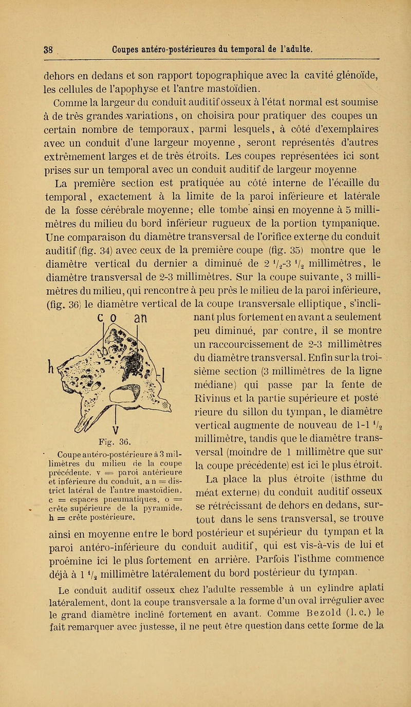 dehors en dedans et son rapport topographique avec la cavité glénoïde, les cellules de l'apophyse et l'antre mastoïdien. Comme la largeur du conduit auditif Osseux à l'état normal est soumise à de très grandes variations, on choisira pour pratiquer des coupes un certain nombre de temporaux, parmi lesquels, à côté d'exemplaires avec un conduit d'une largeur moyenne , seront représentés d'autres extrêmement larges et de très étroits. Les coupes représentées ici sont prises sur un temporal avec un conduit auditif de largeur moyenne. La première section est pratiquée au côté interne de l'écaillé du temporal, exactement à la limite de la paroi inférieure et latérale de la fosse cérébrale moyenne ; elle tombe ainsi en moyenne à 5 milli- mètres du milieu du bord inférieur rugueux de la portion tympanique. Une comparaison du diamètre transversal de l'orifice externe du conduit auditif (fig. 34) avec ceux de la première coupe (flg. 35) montre que le diamètre vertical du dernier a diminué de 2 V-2-3 V2 millimètres, le diamètre transversal de 2-3 millimètres. Sur la coupe suivante, 3 milli- mètres du milieu, qui rencontre à peu près le milieu de la paroi inférieure, (fig. 36) le diamètre vertical de la coupe transversale elliptique, s'incli- nant plus fortement en avant a seulement peu diminué, par contre, il se montre un raccourcissement de 2-3 millimètres du diamètre transversal. Enfin sur la troi- sième section (3 millimètres de la ligne médiane) qui passe par la fente de Rivinus et la partie supérieure et posté rieure du sillon du tympan, le diamètre vertical augmente de nouveau de 1-1J/2 millimètre, tandis que le diamètre trans- versal (moindre de 1 millimètre que sur la coupe précédente) est ici le plus étroit. La place la plus étroite (isthme du méat externe) du conduit auditif osseux se rétrécissant de dehors en dedans, sur- tout dans le sens transversal, se trouve ainsi en moyenne entre le bord postérieur et supérieur du tympan et la paroi antéro-inférieure du conduit auditif, qui est vis-à-vis de lui et proémine ici le plus fortement en arrière. Parfois l'isthme commence déjà à 1 */s millimètre latéralement du bord postérieur du tympan. Le conduit auditif osseux chez l'adulte ressemble à un cylindre aplati latéralement, dont la coupe transversale a la forme d'un oval irrégulier avec le grand diamètre incliné fortement en avant. Comme Bezold (Le.) le fait remarquer avec justesse, il ne peut être question dans cette forme de la Coupe antéro-postérieure à 3 mil- limètres du milieu rie la coupe précédente, v = paroi antérieure et inférieure du conduit, an = dis- trict latéral de l'antre mastoïdien, c = espaces pneumatiques, o = crête supérieure de la pyramide. h = crête postérieure.