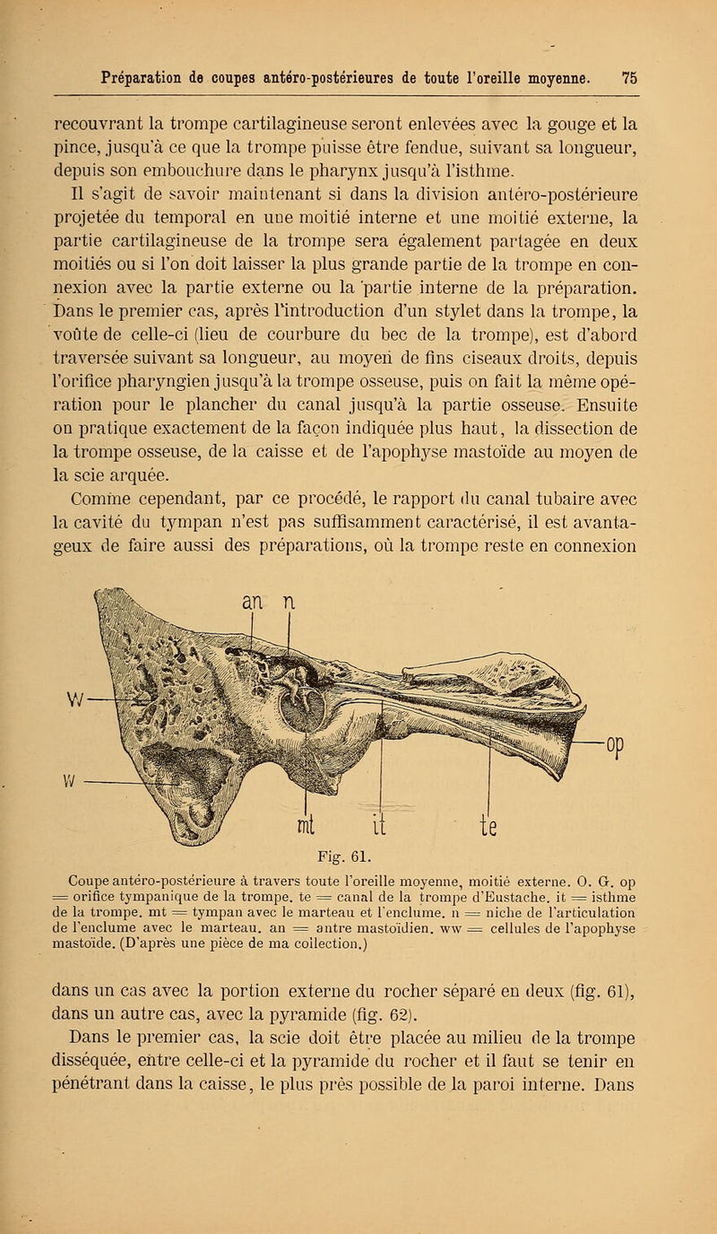 recouvrant la trompe cartilagineuse seront enlevées avec la gouge et la pince, jusqu'à ce que la trompe puisse être fendue, suivant sa longueur, depuis son embouchure dans le pharynx jusqu'à l'isthme. Il s'agit de savoir maintenant si dans la division antéro-postérieure projetée du temporal en une moitié interne et une moitié externe, la partie cartilagineuse de la trompe sera également partagée en deux moitiés ou si l'on doit laisser la plus grande partie de la trompe en con- nexion avec la partie externe ou la 'partie interne de la préparation. Dans le premier cas, après l'introduction d'un stylet dans la trompe, la voûte de celle-ci (lieu de courbure du bec de la trompe), est d'abord traversée suivant sa longueur, au moyen de fins ciseaux droits, depuis l'orifice pharyngien jusqu'à la trompe osseuse, puis on fait la même opé- ration pour le plancher du canal jusqu'à la partie osseuse. Ensuite on pratique exactement de la façon indiquée plus haut, la dissection de la trompe osseuse, de la caisse et de l'apophyse mastoïde au moyen de la scie arquée. Comme cependant, par ce procédé, le rapport du canal tubaire avec la cavité du tympan n'est pas suffisamment caractérisé, il est avanta- geux de faire aussi des préparations, où la trompe reste en connexion lift -*« i-■ §i w > ' 3*T -op IB Coupe antéro-postérieure à travers toute l'oreille moyenne, moitié externe. 0. G. op = orifice tympanique de la trompe, te = canal de la trompe d'Eustache. it = isthme de la trompe, mt = tympan avec le marteau et l'enclume, n = niche de l'articulation de l'enclume avec le marteau, an = antre mastoïdien, ww = cellules de l'apophyse mastoïde. (D'après une pièce de ma collection.) dans un cas avec la portion externe du rocher séparé en deux (fig. 61), dans un autre cas, avec la pyramide (fig. 62). Dans le premier cas, la scie doit être placée au milieu de la trompe disséquée, entre celle-ci et la pyramide du rocher et il faut se tenir en pénétrant dans la caisse, le plus près possible de la paroi interne. Dans