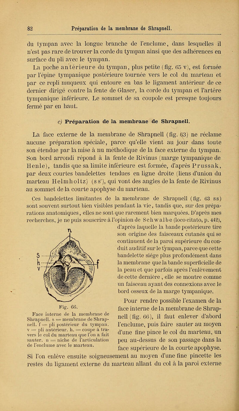 du tympan avec la longue branche de l'enclume, dans lesquelles il n'est pas rare de trouver la corde du tympan ainsi que des adhérences en surface du pli avec le tympan. La poche antérieure du tympan, plus petite (flg. 65 v), est formée par l'épine tympanique postérieure tournée vers le col du marteau et par ce repli muqueux qui entoure en bas le ligament antérieur de ce dernier dirigé contre la fente de Glaser, la corde du tympan et l'artère tympanique inférieure. Le sommet de sa coupole est presque toujours fermé par en haut. c) Préparation de la membrane de Shrapneil. La face externe de la membrane de Shrapneil (flg. 63) ne réclame aucune préparation spéciale, parce qu'elle vient au jour dans toute son étendue par la mise à nu méthodique de la face externe du tympan. Son bord arrondi répond à la fente de Rivinus (marge tympanique de Henle), tandis que sa limite inférieure est formée, d'après Prussak, par deux courtes bandelettes tendues en ligne droite (liens d'union du marteau Helmholtz) (s s'), qui vont des angles de la fente de Rivinus au sommet de la courte apophyse du marteau. Ces bandelettes limitantes de la membrane de Shrapneil (flg. 63 ss) sont souvent surtout bien visibles pendant la vie, tandis que, sur des prépa- rations anatomiques, elles ne sont que rarement bien marquées. D'après mes recherches, je ne puis souscrire à l'opinion de Schwalbe (loco citato, p. 442), d'après laquelle la bande postérieure tire son origine des faisceaux cutanés qui se continuent de la paroi supérieure du con- duit auditif sur le tympan, parce que cette bandelette siège plus profondément dans la membrane que la bande superficielle de la peau et que parfois après l'enlèvement de cette dernière , elle se montre comme un faisceau ayant des connexions avec le bord osseux de la marge tympanique. Pour rendre possible l'examen de la face interne de la membrane de Shrap- neil (flg. 66), il faut enlever d'abord l'enclume, puis faire sauter au moyen d'une fine pince le col du marteau, un peu au-dessus de son passage dans la face supérieure de la courte apophyse. Si l'on enlève ensuite soigneusement au moyen d'une fine pincette les restes du ligament externe du marteau allant du col à la paroi externe Fig. 66. Face interne de la membrane de Shrapneil. s = membrane de Shrap- neil. f = pli postérieur du tympan, v = pli antérieur, h. = coupe à tra- vers le col du marteau que Ton a fait sauter, n = niche de l'articulation de l'enclume avec le marteau.