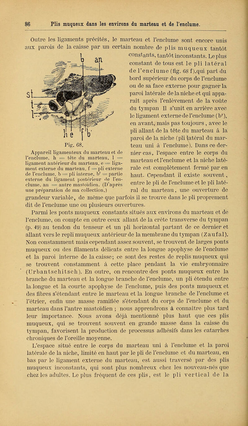 Outre les ligaments précités, le marteau et l'enclume sont encore unis aux parois de la caisse par un certain nombre de plis muqueux tantôt constants, tantôt inconstants. Le plus constant de tous est le pli latéral de l'enclume (flg. 68 f ),qui part du bord supérieur du corps de l'enclume ou de sa face externe pour gagner la paroi latérale de la niche et qui appa- raît après l'enlèvement de la voûte du tympan II s'unit en arrière avec le ligament externe de l'enclume ( b' ), en avant, mais pas toujours, avec le pli allant de la tête du marteau à la paroi de la niche (pli latéral du mar- teau uni à l'enclume). Dans ce der- nier cas, l'espace entre le corps du marteau et l'enclume et la niche laté- rale est complètement fermé par en haut. Cependant il existe souvent, entre le pli de l'enclume et le pli laté- ral du marteau, une ouverture de Appareil ligamenteux du marteau et de l'enclume, h = tête du marteau, 1 = ligament antérieur du marteau, e = liga- ment externe du marteau, f = pli externe de l'enclume, b = pli interne, b' = partie externe du ligament postérieur île l'en- clume, an = antre mastoïdien. (D'après une préparation de ma collection.) grandeur variable, de même que parfois il se trouve dans le pli proprement dit de l'enclume une ou plusieurs ouvertures. Parmi les ponts muqueux constants situés aux environs du marteau et de l'enclume, on compte en outre ceux allant de la crête transverse du tympan (p. 49) au tendon du tenseur et un pli horizontal partant de ce dernier et allant vers le repli muqueux antérieur de la membrane du tympan (Zaufal). Non constamment mais cependant assez souvent, se trouvent de larges ponts muqueux ou des filaments délicats entre la longue apophyse de l'enclume et la paroi interne de la caisse; ce sont des restes de replis muqueux qui se trouvent constamment à cette place pendant la vie embryonnaire (Urbantschitsch). En outre, on rencontre des ponts muqueux entre la branche du marteau et la longue branche de l'enclume, un pli étendu entre la.longue et la courte apophyse de l'enclume, puis des ponts muqueux et des fibres s'étendant entre le marteau et la longue branche de l'enclume et l'étrier, enfin une masse ramifiée s'étendant du corps de l'enclume et du marteau dans l'antre mastoïdien ; nous apprendrons à connaître plus tard leur importance. Nous avons déjà mentionné plus haut que ces plis muqueux, qui se trouvent souvent en grande masse dans la caisse du tympan, favorisent la production de processus adhésifs dans les catarrhes chroniques de l'oreille moyenne. L'espace situé entre le corps du marteau uni à l'enclume et la paroi latérale de la niche, limité en haut par le pli de l'enclume et du marteau, en bas par le ligament externe du marteau, est aussi traversé par des plis muqueux inconstants, qui sont plus nombreux chez les nouveau-nés que chez les adultes. Le plus fréquent de ces plis, est le pli vertical de la