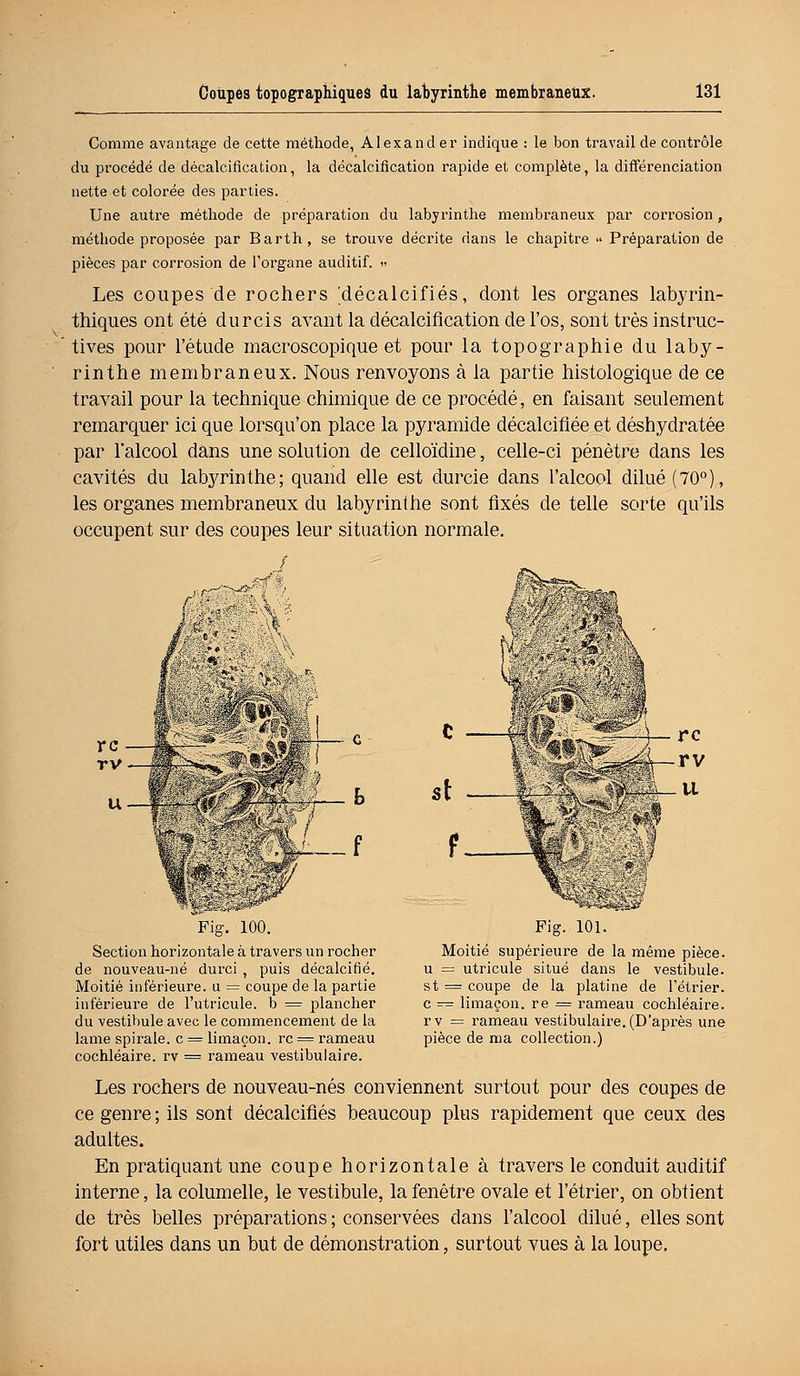 Comme avantage de cette méthode, Alexand er indique : le bon travail de contrôle du procédé de décalcification, la décalcification rapide et complète, la différenciation nette et colorée des parties. Une autre méthode de préparation du labyrinthe membraneux par corrosion , méthode proposée par Barth, se trouve décrite dans le chapitre « Préparation de pièces par corrosion de l'organe auditif. » Les coupes de rochers ^décalcifiés, dont les organes labyrin- thiques ont été durcis avant la décalcification de l'os, sont très instruc- tives pour l'étude macroscopique et pour la topographie du laby- rinthe membraneux. Nous renvoyons à la partie histologique de ce travail pour la technique chimique de ce procédé, en faisant seulement remarquer ici que lorsqu'on place la pyramide décalcifiée et déshydratée par l'alcool dans une solution de celloïdine, celle-ci pénètre dans les cavités du labyrinthe; quand elle est durcie dans l'alcool dilué (70°), les organes membraneux du labyrinthe sont fixés de telle sorte qu'ils occupent sur des coupes leur situation normale. _f rc rv •Li U Fig. 100. Fig. 101. Moitié supérieure de la même pièce, u = utricule situé dans le vestibule. st = coupe de la platine de l'étrier. c — limaçon, re = rameau cochléaire. rv = rameau vestibulaire.(D'après une pièce de ma collection.) Section horizontale à travers un rocher de nouveau-né durci , puis décalcifié. Moitié inférieure, u = coupe de la partie inférieure de l'utricule. b = plancher du vestibule avec le commencement de la lame spirale, c = limaçon, rc = rameau cochléaire. rv = rameau vestibulaire. Les rochers de nouveau-nés conviennent surtout pour des coupes de ce genre ; ils sont décalcifiés beaucoup plus rapidement que ceux des adultes. En pratiquant une coupe horizontale à travers le conduit auditif interne, la columelle, le vestibule, la fenêtre ovale et l'étrier, on obtient de très belles préparations ; conservées dans l'alcool dilué, elles sont fort utiles dans un but de démonstration, surtout vues à la loupe.