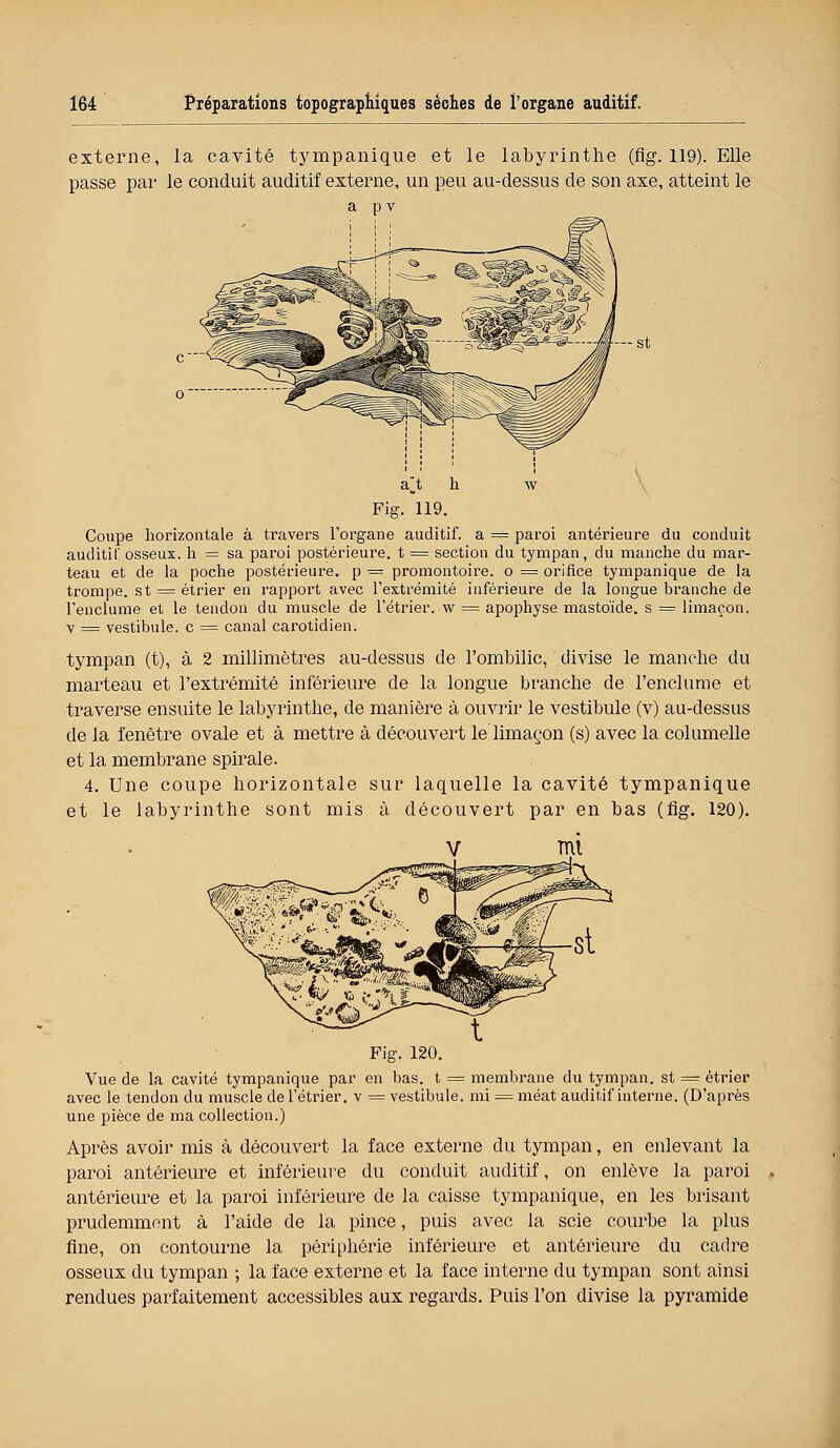 externe, la cavité tympanique et le labyrinthe (flg. 119). Elle passe par le conduit auditif externe, un peu au-dessus de son axe, atteint le a p v ■st Coupe horizontale à travers l'organe auditif, a == paroi antérieure du conduit auditif osseux, h = sa paroi postérieure, t = section du tympan, du manche du mar- teau et de la poche postérieure, p = promontoire, o = orifice tympanique de la trompe, st = étrier en rapport avec l'extrémité inférieure de la longue branche de l'enclume et le tendon du muscle de l'étrier. w = apophyse mastoïde. s = limaçon. v = vestibule, c = canal carotidien. tympan (t), à 2 millimètres au-dessus de l'ombilic, divise le manche du marteau et l'extrémité inférieure de la longue branche de l'enclume et traverse ensuite le labyrinthe, de manière à ouvrir le vestibule (v) au-dessus de la fenêtre ovale et à mettre à découvert le limaçon (s) avec la columelle et la membrane spirale. 4. Une coupe horizontale sur laquelle la cavité tympanique et le labyrinthe sont mis à découvert par en bas (flg. 120). Fig. 120. Vue de la cavité tympanique par en bas. t = membrane du tympan, st = étrier avec le tendon du muscle de l'étrier. v == vestibule, mi = méat auditif interne. (D'après une pièce de ma collection.) Après avoir mis à découvert la face externe du tympan, en enlevant la paroi antérieure et inférieure du conduit auditif, on enlève la paroi antérieure et la paroi inférieure de la caisse tympanique, en les brisant prudemment à l'aide de la pince, puis avec la scie courbe la plus fine, on contourne la périphérie inférieure et antérieure du cadre osseux du tympan ; la face externe et la face interne du tympan sont ainsi rendues parfaitement accessibles aux regards. Puis l'on divise la pyramide