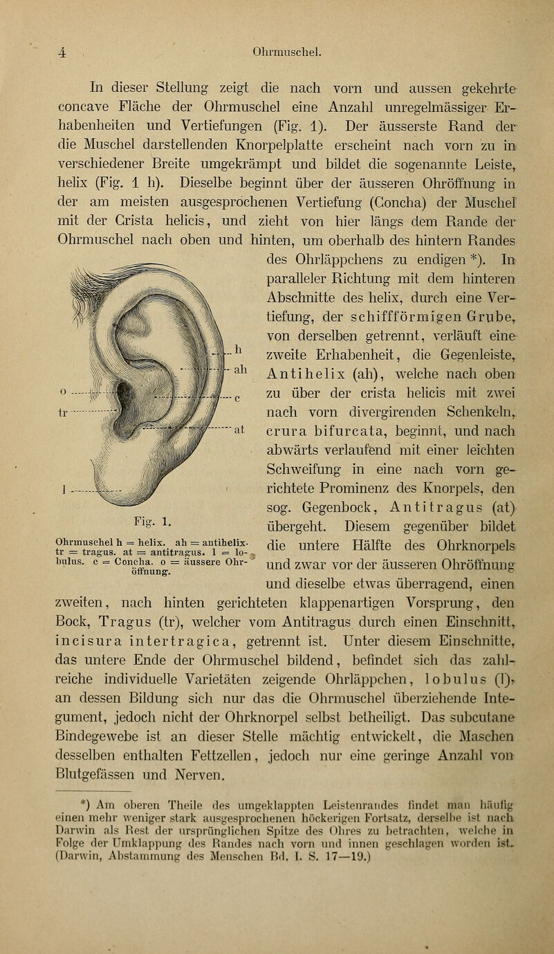 Ohrmuschel. In dieser Stellung zeigt die nach vorn und aussen gekehrte concave Fläche der Ohrmuschel eine Anzahl unregelmässiger Er- habenheiten und Vertiefungen (Fig. 1). Der äusserste Rand der die Muschel darstellenden Knorpelplatte erscheint nach vorn zu in verschiedener Breite umgekrämpt und bildet die sogenannte Leiste, helix (Fig. 1 h). Dieselbe beginnt über der äusseren Ohröffnung in der am meisten ausgesprochenen Vertiefung (Goncha) der Muschel mit der Grista helicis, und zieht von hier längs dem Rande der Ohrmuschel nach oben und hinten, um oberhalb des hintern Randes des Ohrläppchens zu endigen *). In paralleler Richtung mit dem hinteren Abschnitte des helix, durch eine Ver- tiefung, der schiffförmigen Grube, von derselben getrennt, verläuft eine zweite Erhabenheit, die Gegenleiste, Antihelix (ah), welche nach oben zu über der crista helicis mit zwei nach vorn divergirenden Schenkeln, crura bifurcata, beginnt, und nach abwärts verlaufend mit einer leichten Schweifung in eine nach vorn ge- richtete Prominenz des Knorpels, den sog. Gegenbock, Antitragus (at) übergeht. Diesem gegenüber bildet die untere Hälfte des Ohrknorpels und zwar vor der äusseren Ohröffnung und dieselbe etwas überragend, einen zweiten, nach hinten gerichteten klappenartigen Vorsprung, den Bock, Tragus (tr), welcher vom Antitragus durch einen Einschnitt, incisura intertragica, getrennt ist. Unter diesem Einschnitte, das untere Ende der Ohrmuschel bildend, befindet sich das zahl- reiche individuelle Varietäten zeigende Ohrläppchen, lobulus (1)» an dessen Bildung sich nur das die Ohrmuschel überziehende Inte- gument, jedoch nicht der Ohrknorpel selbst betheiligt. Das subcutane Bindegewebe ist an dieser Stelle mächtig entwickelt, die Maschen desselben enthalten Fettzellen, jedoch nur eine geringe Anzahl von Blutgefässen und Nerven. Fit Ohrmuschel h = helix. ah = antihelix tr = tragus. at = antitragus. 1 = lo- bulus. c = Concha. o = äussere Ohr- öffnung1. *) Am oberen Theile des umgeklappten Leistenraiides findet man häulig einen mehr weniger stark ausgesprochenen höckerigen Fortsatz, derselbe ist nach Darwin als Rest der ursprünglichen Spitze des Ohres zu betrachten, welche in Folge der Umklappung des Randes nach vorn und innen geschlagen worden ist. (Darwin, Abstammung des Menschen Bd. I. S. 17—19.)