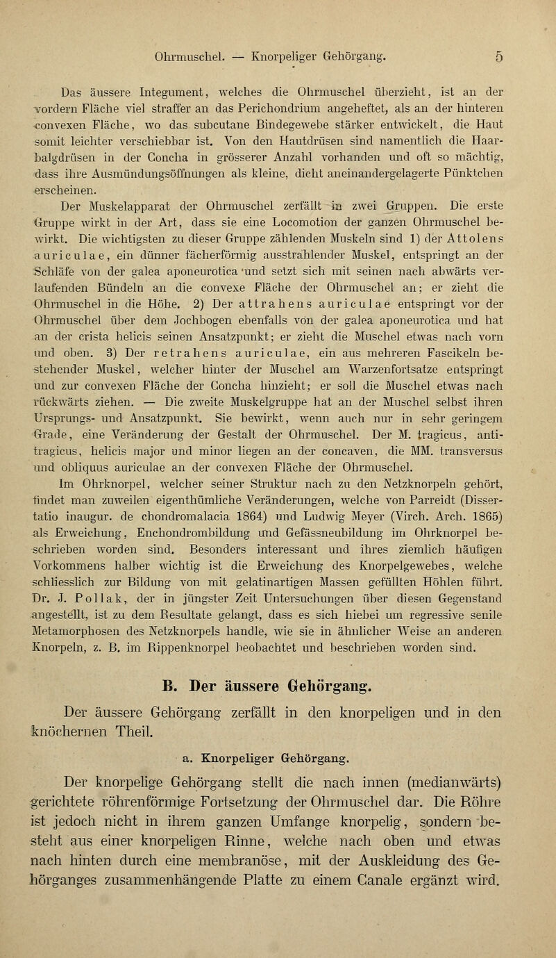 Das äussere Integument, welches die Ohrmuschel überzieht, ist an der -vordem Fläche viel straffer an das Perichondrium angeheftet, als an der hinteren -convexen Fläche, wo das subcutane Bindegewebe stärker entwickelt, die Haut somit leichter verschiebbar ist. Von den Hautdrüsen sind namentlich die Haar- balgdrüsen in der Concha in grösserer Anzahl vorhanden und oft so mächtig, dass ihre Ausmündungsöffnungen als kleine, dicht aneinandergelagerte Pünktchen erscheinen. Der Muskelapparat der Ohrmuschel zerfällt in zwei Gruppen. Die erste Gruppe wirkt in der Art, dass sie eine Locomotion der ganzen Ohrmuschel be- wirkt. Die wichtigsten zu dieser Gruppe zählenden Muskeln sind 1) der Attolens auriculae, ein dünner fächerförmig ausstrahlender Muskel, entspringt an der Schläfe von der galea aponeurotica 'und setzt sich mit seinen nach abwärts ver- laufenden Bündeln an die convexe Fläche der Ohrmuschel an; er zieht die Ohrmuschel in die Höhe. 2) Der attrahens auriculae entspringt vor der Ohrmuschel über dem Jochbogen ebenfalls von der galea aponeurotica und hat an der crista helicis seinen Ansatzpunkt; er zieht die Muschel etwas nach vorn und oben. 3) Der retrahens auriculae, ein aus mehreren Fascikeln be- stehender Muskel, welcher hinter der Muschel am Warzenfortsatze entspringt und zur convexen Fläche der Concha hinzieht; er soll die Muschel etwas nach rückwärts ziehen. — Die zweite Muskelgruppe hat an der Muschel selbst ihren Ursprungs- und Ansatzpunkt. Sie bewirkt, wenn auch nur in sehr geringem Grade, eine Veränderung der Gestalt der Ohrmuschel. Der M. tragicus, anti- tragicus, helicis major und minor liegen an der concaven, die MM. transversus und obliquus auriculae an der convexen Fläche der Ohrmuschel. Im Ohrknorpel, welcher seiner Struktur nach zu den Netzknorpeln gehört, tindet man zuweilen eigenthümliche Veränderungen, welche von Parreidt (Disser- tatio inaugur. de chondromalacia 1864) und Ludwig Meyer (Virch. Arch. 1865) als Erweichung, Enchondrombildung und Gefässneubildung im Ohrknorpel be- schrieben worden sind. Besonders interessant und ihres ziemlich häufigen Vorkommens halber wichtig ist die Erweichung des Knorpelgewebes, welche schliesslich zur Bildung von mit gelatinartigen Massen gefüllten Höhlen führt. Dr. J. P o 11 a k, der in jüngster Zeit Untersuchungen über diesen Gegenstand angestellt, ist zu dem Besultate gelangt, dass es sich hiebei um regressive senile Metamorphosen des Netzknorpels handle, wie sie in ähnlicher Weise an anderen Knorpeln, z. B. im Bippenknorpel beobachtet und beschrieben worden sind. B. Der äussere Grehörgang. Der äussere Gehörgang zerfällt in den knorpeligen und in den knöchernen Theil. a. Knorpeliger Gehörgang. Der knorpelige Gehörgang stellt die nach innen (medianwärts) gerichtete röhrenförmige Fortsetzung der Ohrmuschel dar. Die Röhre ist jedoch nicht in ihrem ganzen Umfange knorpelig, sondern be- steht aus einer knorpeligen Rinne, welche nach oben und etwas nach hinten durch eine membranöse, mit der Auskleidung des Ge- hörganges zusammenhängende Platte zu einem Canale ergänzt wird.