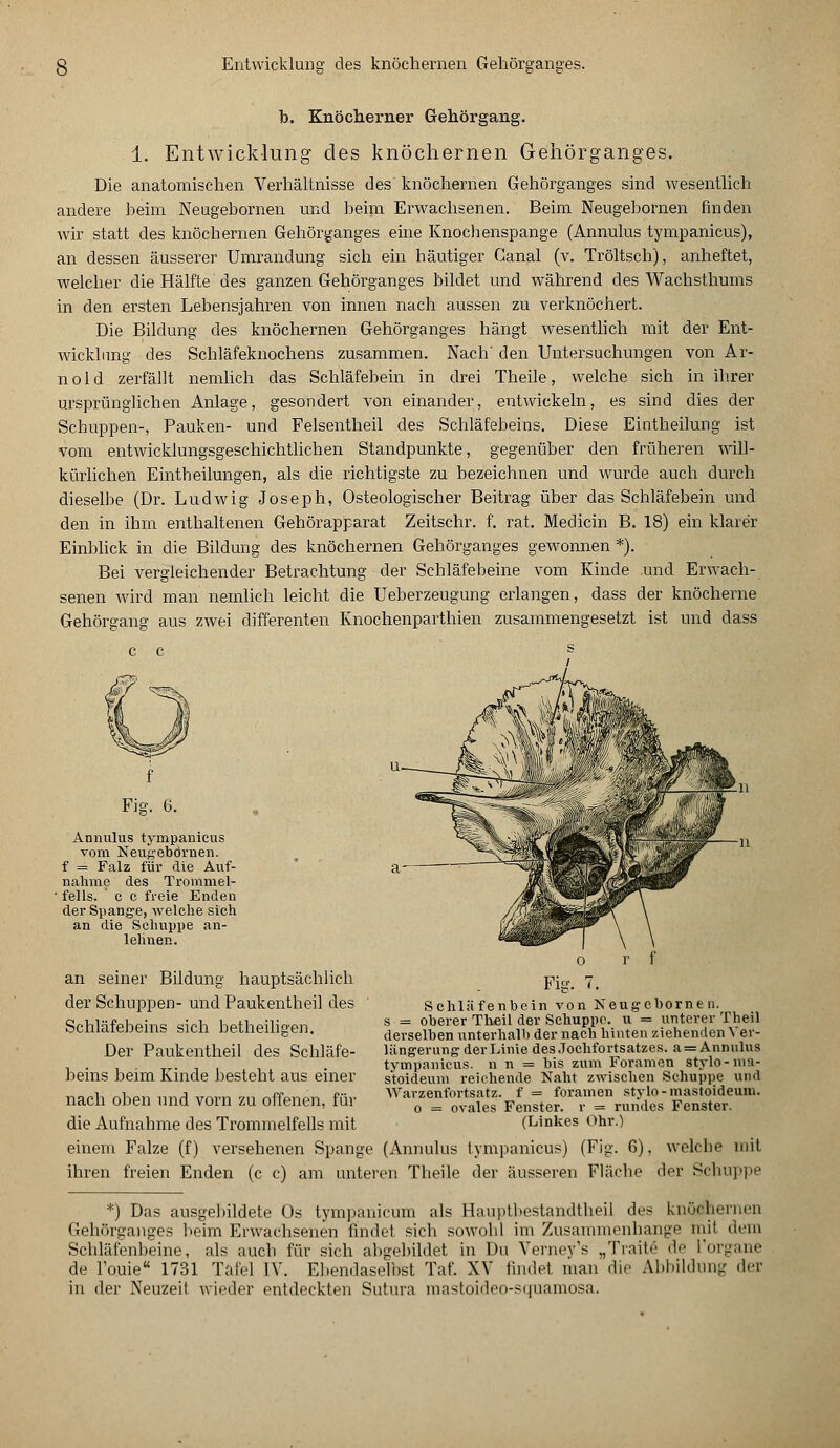 b. Knöcherner Gehörgang. 1. Entwicklung des knöchernen Gehörganges. Die anatomischen Verhältnisse des knöchernen Gehörganges sind wesentlich andere beim Neugebornen und beim Erwachsenen. Beim Neugebornen finden wir statt des knöchernen Gehörganges eine Knochenspange (Annulus tympanicus), an dessen äusserer Umrandung sich ein häutiger Canal (v. Tröltsch), anheftet, welcher die Hälfte des ganzen Gehörganges bildet und während des Wachsthums in den ersten Lebensjahren von innen nach aussen zu verknöchert. Die Bildung des knöchernen Gehörganges hängt wesentlich mit der Ent- wicklung des Schläfeknochens zusammen. Nach' den Untersuchungen von Ar- nold zerfällt nemlich das Schläfebein in drei Theile, welche sich in ihrer ursprünglichen Anlage, gesondert von einander, entwickeln, es sind dies der Schuppen-, Pauken- und Felsentheil des Schläfebeins. Diese Eintheilung ist vom entwicklungsgeschichtlichen Standpunkte, gegenüber den früheren will- kürlichen Eintheilungen, als die richtigste zu bezeichnen und wurde auch durch dieselbe (Dr. Ludwig Joseph, Osteologischer Beitrag über das Schläfebein und den in ihm enthaltenen Gehörapparat Zeitschr. f. rat. Medicin B. 18) ein klarer Einblick in die Bildung des knöchernen Gehörganges gewonnen *). Bei vergleichender Betrachtung der Schläfebeine vom Kinde und Erwach- senen wird man nemlich leicht die Ueberzeugung erlangen, dass der knöcherne Gehörgang aus zwei differenten Knochenparthien zusammengesetzt ist und dass Fig. 6. Annulus tympanicus vom Neugebornen. f = Falz für die Auf- nahme des Trommel- 1 felis. ' c c freie Enden der Spange, welche sich an die Schuppe an- lehnen. an seiner Bildung hauptsächlich der Schuppen- und Paukentheil des Schläfebeins sich betheiligen. Der Paukentheil des Schläfe- beins beim Kinde besteht aus einer nach oben und vorn zu offenen, für die Aufnahme des Trommelfells mit einem Falze (f) versehenen Spange ihren freien Enden (c c) am unter Fig. 7. Schläfenbein von Neugebornen. s = oberer Theil der Schuppe, u = unterer Theil derselben unterhalb der nach hinten ziehenden Ver- längerung der Linie des.Tochfortsatzes. a = Annulus tympanicus. n n = bis zum Foramen stylo-mi- s'toideum reichende Naht zwischen Schuppe und Warzenfortsatz, f = foramen stylo-mastoideum. o = ovales Fenster, r = rundes Fenster. (Linkes Ohr.) (Annulus tympanicus) (Fig. 6). welche mit en Theile der äusseren Fläche der Schuppe *) Das ausgebildete Os tympanicum als Bauptbestandtheil des knöchernen Gehörganges beim Erwachsenen findet sich sowohl im Zusammenhange mil dem Schläfenbeine, als auch für sich abgebildet in Du Verney's „Traitö de rorgane de 1'ouie 1731 Tafel IV. Ebendaselbst Taf. XV findet man die Abbildung der in der Neuzeit wieder entdeckten Sutura mastoideo-squamosa.