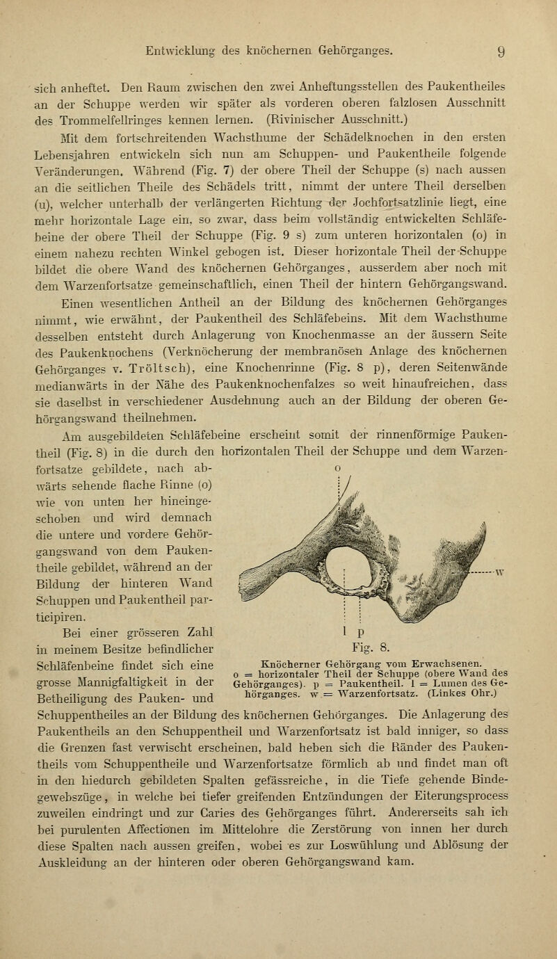 sich anheftet. Den Raum zwischen den zwei Anheftungsstellen des Paukentheiles an der Schuppe werden wir später als vorderen oberen falzlosen Ausschnitt des Trommelfellringes kennen lernen. (Rivinischer Ausschnitt.) Mit dem fortschreitenden Wachsthume der Schädelknochen in den ersten Lebensjahren entwickeln sich nun am Schuppen- und Paukentheile folgende Veränderungen. Während (Fig. 7) der obere Theil der Schuppe (s) nach aussen an die seitlichen Theile des Schädels tritt, nimmt der untere Theil derselben (u), welcher unterhalb der verlängerten Richtung der Jochfortsatzlinie liegt, eine mehr horizontale Lage ein, so zwar, dass beim vollständig entwickelten Schläfe- beine der obere Theil der Schuppe (Fig. 9 s) zum unteren horizontalen (o) in einem nahezu rechten Winkel gebogen ist. Dieser horizontale Theil der Schuppe bildet die obere Wand des knöchernen Gehörganges, ausserdem aber noch mit dem Warzenfortsatze gemeinschaftlich, einen Theil der hintern Gehörgangswand. Einen wesentlichen Antheil an der Rildung des knöchernen Gehörganges nimmt, wie erwähnt, der Pauk entheil des Schläfebeins. Mit dem Wachsthume desselben entsteht durch Anlagerung von Knochenmasse an der äussern Seite des Paukenknochens (Verknöcherung der membranösen Anlage des knöchernen Gehörganges v. Tröltsch), eine Knochenrinne (Fig. 8 p), deren Seitenwände medianwärts in der Nähe des Paukenknochenfalzes so weit hinaufreichen, dass sie daselbst in verschiedener Ausdehnung auch an der Eildung der oberen Ge- hörgangswand theilnehmen. Am ausgebildeten Schläfebeine erscheint somit der rinnenförmige Pauken- theil (Fig. 8) in die durch den horizontalen Theil der Schuppe und dem Warzen- fortsatze gebildete, nach ab- o wärts sehende flache Rinne (o) wie von unten her hineinge- schoben und wird demnach die untere und vordere Gehör- gangswand von dem Pauken- theile gebildet, während an der Bildung der hinteren Wand Schuppen und Pauk entheil par- ticipiren. Bei einer grösseren Zahl in meinem Besitze befindlicher Schläfenbeine findet sich eine grosse Mannigfaltigkeit in der Betheiligung des Pauken- und Schuppentheiles an der Bildung des knöchernen Gehörganges. Die Anlagerung des Paukentheils an den Schuppentheil und Warzenfortsatz ist bald inniger, so dass die Grenzen fast verwischt erscheinen, bald heben sich die Ränder des Pauken- theils vom Schuppentheile und Warzenfortsatze förmlich ab und findet man oft in den hiedurch gebildeten Spalten gefässreiche, in die Tiefe gehende Binde- gewebszüge, in welche bei tiefer greifenden Entzündungen der Eiterungsprocess zuweilen eindringt und zur Caries des Gehörganges führt. Andererseits sah ich bei purulenten Affectionen im Mittelohre die Zerstörung von innen her durch diese Spalten nach aussen greifen, wobei es zur Loswühlung und Ablösung der Auskleidung an der hinteren oder oberen Gehörgangswand kam. Knöcherner Gehörgang vorn Erwachsenen, o = horizontaler Theil der Schuppe (ohere Wand des Gehörganges), p = Paukentheil. 1 = Lumen des Ge- hörganges, w = Warzenfortsatz. (Linkes Ohr.)