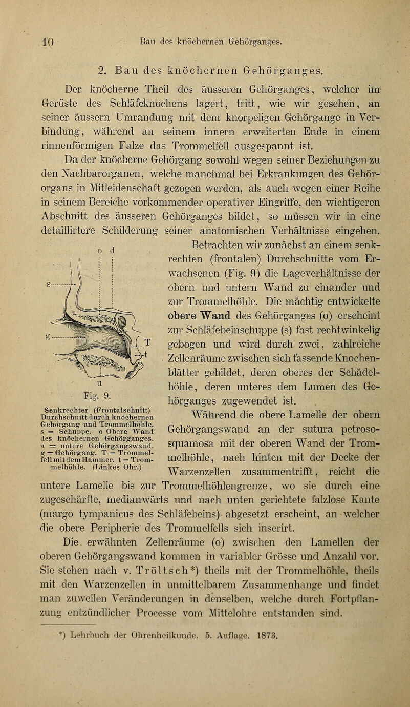 2. Bau des knöchernen Gehörganges. Der knöcherne Theil des äusseren Gehörganges, welcher im Gerüste des Schläfeknochens lagert, tritt, wie wir gesehen, an seiner äussern Umrandung mit dem knorpeligen Gehörgange in Ver- bindung, während an seinem innern erweiterten Ende in einem rinnenförmigen Falze das Trommelfell ausgespannt ist. Da der knöcherne Gehörgang sowohl wegen seiner Beziehungen zu den Nachbarorganen, welche manchmal bei Erkrankungen des Gehör- organs in Mitleidenschaft gezogen werden, als auch wegen einer Reihe in seinem Bereiche vorkommender operativer Eingriffe, den wichtigeren Abschnitt des äusseren Gehörganges bildet, so müssen wir in eine detaillirtere Schilderung seiner anatomischen Verhältnisse eingehen. , Betrachten wir zunächst an einem senk- o d rechten (frontalen) Durchschnitte vom Er- wachsenen (Fig. 9) die Lageverhältnisse der obern und untern Wand zu einander und zur Trommelhöhle. Die mächtig entwickelte obere Wand des Gehörganges (o) erscheint zur Schläfebeinschuppe (s) fast rechtwinkelig gebogen und wird durch zwei, zahlreiche Zellenräume zwischen sich fassende Knochen- blätter gebildet, deren oberes der Schädel- höhle, deren unteres dem Lumen des Ge- hörganges zugewendet ist. Während die obere Lamelle der obern Gehörgangswand an der sutura petroso- squamosa mit der oberen Wand der Trom- melhöhle, nach hinten mit der Decke der Warzenzellen zusammentrifft, reicht die untere Lamelle bis zur Trommelhöhlengrenze, wo sie durch eine zugeschärfte, meclianwärts und nach unten gerichtete falzlose Kante (margo tympanicus des Schläfebeins) abgesetzt erscheint, an welcher die obere Peripherie des Trommelfells sich inserirt. Die. erwähnten Zellenräume (o) zwischen den Lamellen der oberen Gehörgangs wand kommen in variabler Grösse und Anzahl vor. Sie stehen nach v. Tr ölt seh*) theils mit der Trommelhöhle, theils mit den Warzenzellen in unmittelbarem Zusammenhange und findet man zuweilen Veränderungen in denselben, welche durch Fortpflan- zung entzündlicher Processe vom Mittelohre entstanden sind. Senkrechter (Frontalschnitt) Durchschnitt durch knöchernen Gehörgang und Trommelhöhle. s = Schuppe, o Obere Wand des knöchernen Gehörganges, u = untere Gehörgangswand, g = Gehörpang. T = Trommel- fell mit dem Hammer, t = Trom- melhöhle. (Linkes Ohr.) *) Lehrbuch der Ohrenheilkunde. 5. Auflage. 1873.