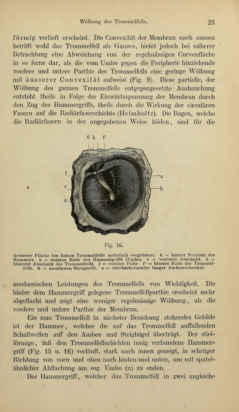 förmig vertieft erscheint. Die Gonvexität der Membran nach aussen betrifft wohl das Trommelfell als Ganzes, bietet jedoch bei näherer Betrachtung eine Abweichung von der regelmässigen Gurvenfläche in so ferne dar, als die vom Umbo gegen die Peripherie hinziehende vordere und untere Parthie des Trommelfells eine geringe Wölbung mit äusserer Convexität aufweist (Fig. 9). Diese partielle, der Wölbung des ganzen Trommelfells entgegengesetzte Ausbauchung entsteht theils in Folge der Einwärtsspannung der Membran durch den Zug des Hammergriffs, theils durch die Wirkung der circulären Fasern auf die Radiärfaserschichte (Helmholtz). Die Bogen, welche die Radiärfasern in der angegebenen Weise bilden, sind für die S k f Fig. 16. Aeussere Fläche des linken Trommelfells mehrfach vergrössert. k = kurzer Fortsatz des Hammers, u = unteres Ende des Hammergriffs (Umbo). v = vorderer Abschnitt, h = hinterer Abschnitt des Trommelfells, f = vordere Falte, f = hintere Falte des Trommel- fells. S = membrana Shrapnelli. a = durchscheinender langer Ambossschenkel. mechanischen Leistungen des Trommelfells von Wichtigkeit. Die hinter dem Hammergriff gelegene Trommelfellparthie erscheint mehr abgeflacht und zeigt eine weniger regelmässige Wölbung, als die vordere und untere Parthie der Membran. Ein zum Trommelfell in nächster Beziehung stehendes Gebilde ist der Hammer, welcher die auf das Trommelfell auffallenden Schallwellen auf den Ambos und Steigbügel überträgt. Der stiel- förmige, mit den Trommelfellschichten innig verbundene Hammer- griff (Fig. 15 u. 16) verläuft, stark nach innen geneigt, in schräger Richtung von vorn und oben nach hinten/und unten, um mit spatel- ähnlicher Abflachung am sog. Umbo (u) zu enden. Der Hammergriff, welcher das Trommelfell in zwei ungleiche