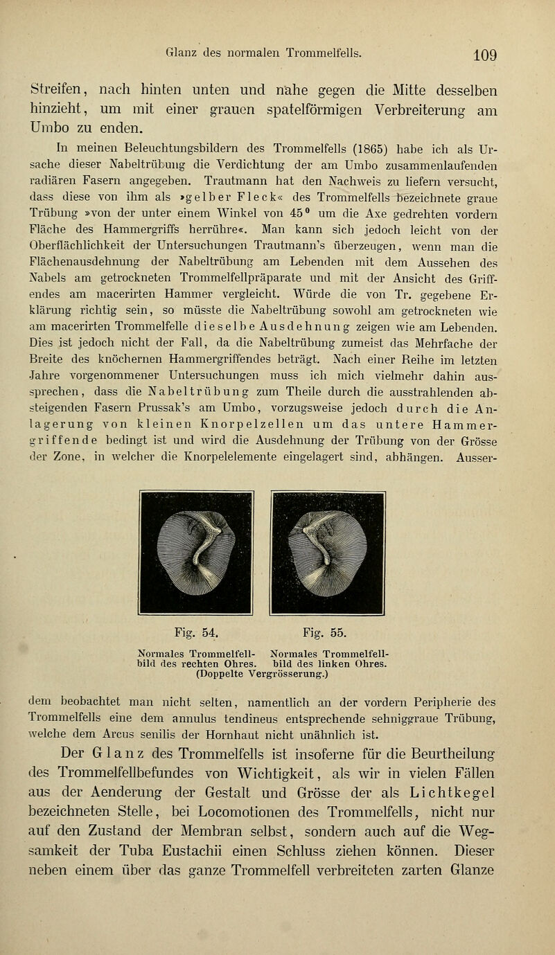 Streifen, nach hinten unten und nahe gegen die Mitte desselben hinzieht, um mit einer grauen spateiförmigen Verbreiterung am Umbo zu enden. In meinen Beleuchtungsbildern des Trommelfells (1865) habe ich als Ur- sache dieser Nabeltrübung die Verdichtung der am Umbo zusammenlaufenden radiären Fasern angegeben. Trautmann hat den Nachweis zu liefern versucht, dass diese von ihm als »gelber Fleck« des Trommelfells bezeichnete graue Trübung »von der unter einem Winkel von 45° um die Axe gedrehten vordem Fläche des Hammergriffs herrühre«. Man kann sich jedoch leicht von der Oberflächlichkeit der Untersuchungen Trautmann's überzeugen, wenn man die Flächenausdehnung der Nabeltrübung am Lebenden mit dem Aussehen des Nabels am getrockneten Trommelfellpräparate und mit der Ansicht des Griff- endes am macerirten Hammer vergleicht. Würde die von Tr. gegebene Er- klärung richtig sein, so müsste die Nabeltrübung sowohl am getrockneten wie am macerirten Trommelfelle dieselbe Ausdehnung zeigen wie am Lebenden. Dies ist jedoch nicht der Fall, da die Nabeltrübung zumeist das Mehrfache der Breite des knöchernen Hammergriffendes beträgt. Nach einer Beihe im letzten •Jahre vorgenommener Untersuchungen muss ich mich vielmehr dahin aus- sprechen, dass die NabeltrÜbung zum Theile durch die ausstrahlenden ab- steigenden Fasern Prussak's am Umbo, vorzugsweise jedoch durch die An- lagerung von kleinen Knorpelzellen um das untere Hammer- griffende bedingt ist und wird die Ausdehnung der Trübung von der Grösse der Zone, in welcher die Knorpelelemente eingelagert sind, abhängen. Ausser- Fig. 54. Fig. 55. Normales Trommelfell- Normales Trommelfell- bild des rechten Ohres, hild des linken Ohres. (Doppelte Vergrößerung.) dem beobachtet man nicht selten, namentlich an der vordem Peripherie des Trommelfells eine dem annulus tendineus entsprechende sehniggraue Trübung, welche dem Arcus senilis der Hornhaut nicht unähnlich ist. Der Glanz des Trommelfells ist insoferne für die Beurtheilung des Trommelfellbefundes von Wichtigkeit, als wir in vielen Fällen aus der Aenderung der Gestalt und Grösse der als Lichtkegel bezeichneten Stelle, bei Locomotionen des Trommelfells, nicht nur auf den Zustand der Membran selbst, sondern auch auf die Weg- samkeit der Tuba Eustachii einen Schluss ziehen können. Dieser neben einem über das ganze Trommelfell verbreiteten zarten Glänze