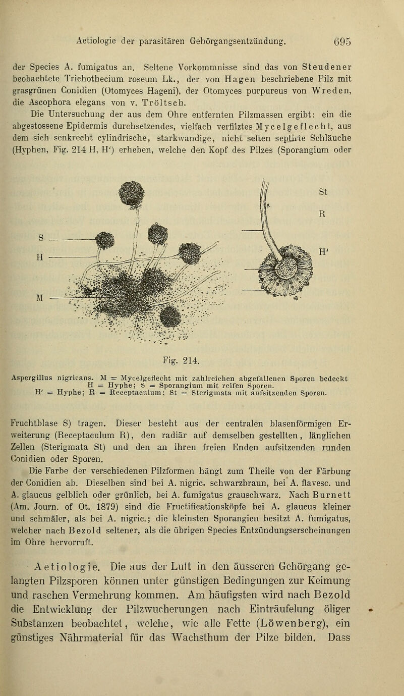 der Species A. fumigatus an. Seltene Vorkommnisse sind das von Steudener beobachtete Trichothecium roseum Lk., der von Hagen beschriebene Pilz mit grasgrünen Conidien (Otomyces Hageni), der Otomyces purpureus von Wreden, die Ascophora elegans von v. Tröltsch. Die Untersuchung der aus dem Ohre entfernten Pilzmassen ergibt: ein die abgestossene Epidermis durchsetzendes, vielfach verfilztes Mycelgeflecht, aus dem sich senkrecht cylindrische, starkwandige, nicht selten septiite Schläuche (Hyphen, Fig. 214 H, H') erheben, welche den Kopf des Pilzes (Sporangium oder Fig. 214. Aspergillus nigricans. M = Mycelgeflecht mit zahlreichen abgefallenen Sporen bedeckt H = Hyphe; S = Sporangium mit reifen Sporen. H' = Hyphe; R = Receptaculum; St = Sterigmata mit aufsitzenden Sporen. Fruchtblase S) tragen. Dieser besteht aus der centralen blasenförmigen Er- weiterung (Receptaculum R), den radiär auf demselben gestellten, länglichen Zellen (Sterigmata St) und den an ihren freien Enden aufsitzenden runden Conidien oder Sporen. Die Farbe der verschiedenen Pilzformen hängt zum Theile von der Färbung der Conidien ab. Dieselben sind bei A. nigric. schwarzbraun, bei A. flavesc. und A. glaucus gelblich oder grünlich, bei A. fumigatus grauschwarz. Nach Burnett (Am. Journ. of Ot. 1879) sind die Fructificationsköpfe bei A. glaucus kleiner und schmäler, als bei A. nigric; die kleinsten Sporangien besitzt A. fumigatus, welcher nach Bezold seltener, als die übrigen Species Entzündungserscheinungen im Ohre hervorruft. Aetiologie. Die aus der Luft in den äusseren Gehörgang ge- langten Pilzsporen können unter günstigen Bedingungen zur Keimung und raschen Vermehrung kommen. Am häufigsten wird nach Bezold die Entwicklung der Pilzwucherungen nach Einträufelung öliger Substanzen beobachtet, welche, wie alle Fette (Löwenberg), ein günstiges Nährmaterial für das Wachsthum der Pilze bilden. Dass