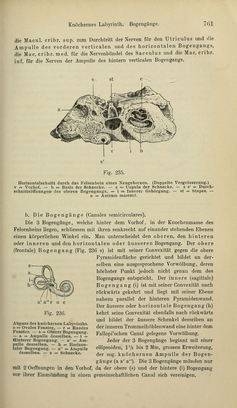 die Macul. cribr. sup. zum Durchtritt der Nerven für den Utriculus und die Ampulle des vorderen verticalen und des horizontalen Bogengangs, die Mac. cribr. med. für die Nervenbündel des Sacculus und die Mac. cribr. in f. für die Nerven der Ampulle des hintern verticalen Bogengangs. Fig. 235. Horizontalschnitt durch das Felsenbein eines Neugebornen. (Doppelte Vergrösserung.) v = Vorhof. — b = Basis der Schnecke. — c = Cupula der Schnecke. — s s' = Durch- schnittsöffnungen- des oberen Bogengangs. — i = Innerer Gehörgang. — st = Stapes. — a = Antrum mastoid. b. Die Bogengänge (Canales semicirculares). Die 3 Bogengänge, welche hinter dem Vorhof, in der Knochenmasse des Felsenbeins liegen, schliessen mit ihren senkrecht auf einander stehenden Ebenen einen körperlichen Winkel ein. Man unterscheidet den oberen, den hinteren oder inneren und den horizontalen oder äusseren Bogengang. Der obere (frontale) Bogengang (Fig. 236 s) ist mit seiner Convexität gegen die obere Pyramidenfläche gerichtet und bildet an der- selben eine ausgesprochene Vorwölbung, deren höchster Punkt jedoch nicht genau dem des Bogengangs entspricht. Der innere (sagittale) Bogengang (i) ist mit seiner Convexität nach rückwärts gekehrt und liegt mit seiner Ebene nahezu parallel der hinteren Pyramidenwand. Der äussere oder horizontale Bogengang (h) kehrt seine Convexität ebenfalls nach rückwärts und bildet der äussere Schenkel desselben an der inneren Trommelhöhlenwand eine hinter dem Fallopi'schen Canal gelegene Vorwölbung. Jeder der 3 Bogengänge beginnt mit einer ellipsoiden, V/2 bis 2 Mm. grossen Erweiterung, der sog. knöchernen Ampulle der Bogen- gänge (a a' a). Die 3 Bogengänge münden nur mit 2 Oeffnungen in den Vorhof, da der obere (s) und der hintere (i) Bogengang vor ihrer Einmündung in einen gemeinschaftlichen Canal sich vereinigen. a a r 0 c Fig. 236. Abguss des knöchernen Labyrinths. 0 = Ovales Fenster. — r = Rundes Fenster. — s = Oberer Bogengang. — a = Ampulle desselben. — i = Hinterer Bogengang. — a' = Am- pulle desselben. — h = Horizon- taler Bogengang. — a = Ampulle desselben. — c = Schnecke.