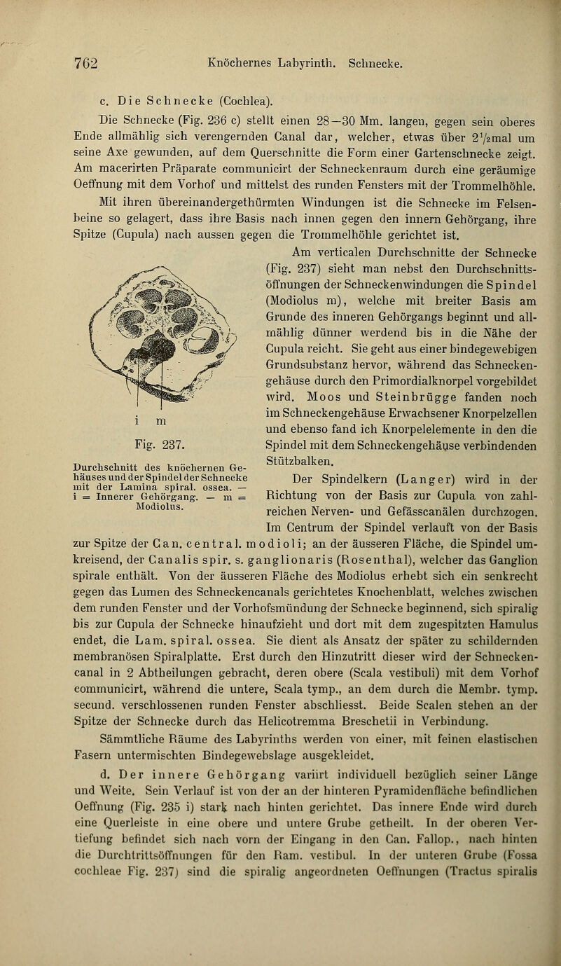 c. Die Schnecke (Cochlea). Die Schnecke (Fig. 236 c) stellt einen 28—30 Mm. langen, gegen sein oberes Ende allmählig sich verengernden Canal dar, welcher, etwas über 272mal um seine Axe gewunden, auf dem Querschnitte die Form einer Gartenschnecke zeigt. Am macerirten Präparate communicirt der Schneckenraum durch eine geräumige Oeffnung mit dem Vorhof und mittelst des runden Fensters mit der Trommelhöhle. Mit ihren übereinandergethürmten Windungen ist die Schnecke im Felsen- beine so gelagert, dass ihre Basis nach innen gegen den innern Gehörgang, ihre Spitze (Cupula) nach aussen gegen die Trommelhöhle gerichtet ist. Am verticalen Durchschnitte der Schnecke (Fig. 237) sieht man nebst den Durchschnitts- öffnungen der Schneckenwindungen die Spindel (Modiolus m), welche mit breiter Basis am Grunde des inneren Gehörgangs beginnt und all- mählig dünner werdend bis in die Nähe der Cupula reicht. Sie geht aus einer bindegewebigen Grundsubstanz hervor, während das Schnecken- gehäuse durch den Primordialknorpel vorgebildet wird. Moos und Steinbrügge fanden noch im Schneckengehäuse Erwachsener Knorpelzellen und ebenso fand ich Knorpelelemente in den die Spindel mit dem Schneckengehäuse verbindenden Stützbalken. Der Spindelkern (Langer) wird in der Bichtung von der Basis zur Cupula von zahl- reichen Nerven- und Gefässcanälen durchzogen. Im Centrum der Spindel verlauft von der Basis zur Spitze der Can. central, modioli; an der äusseren Fläche, die Spindel um- kreisend, der Canalis spir. s. ganglionaris (Bosenthal), welcher das Ganglion spirale enthält. Von der äusseren Fläche des Modiolus erhebt sich ein senkrecht gegen das Lumen des Schneckencanals gerichtetes Knochenblatt, welches zwischen dem runden Fenster und der Vorhofsmündung der Schnecke beginnend, sich spiralig bis zur Cupula der Schnecke hinaufzieht und dort mit dem zugespitzten Hamulus endet, die Lam. spiral. ossea. Sie dient als Ansatz der später zu schildernden membranösen Spiralplatte. Erst durch den Hinzutritt dieser wird der Schnecken- canal in 2 Abtheilungen gebracht, deren obere (Scala vestibuli) mit dem Vorhof communicirt, während die untere, Scala tymp., an dem durch die Membr. tymp. secund. verschlossenen runden Fenster abschliesst. Beide Scalen stehen an der Spitze der Schnecke durch das Helicotremma Breschetii in Verbindung. Sämmtliche Bäume des Labyrinths werden von einer, mit feinen elastischen Fasern untermischten Bindegewebslage ausgekleidet. d. Der innere Gehörgang variirt individuell bezüglich seiner Länge und Weite. Sein Verlauf ist von der an der hinteren Pyramidenfläche befindlichen Oeffnung (Fig. 235 i) stark nach hinten gerichtet. Das innere Ende wird durch eine Querleiste in eine obere und untere Grube getheilt. In der oberen Ver- tiefung befindet sich nach vorn der Eingang in den Can. Fallop., nach hinten die Durchtrittsöffnungen für den Bam. vestibul. In der unteren Grube (Fossa Cochleae Fig. 237J sind die spiralig angeordneten Oeffnungen (Tractus spiralis Fig. 237. Durchschnitt des knöchernen Ge- häuses und der Spindel der Schnecke mit der Lamina spiral. ossea. — i = Innerer Gehörgang. — m = Modiolus.